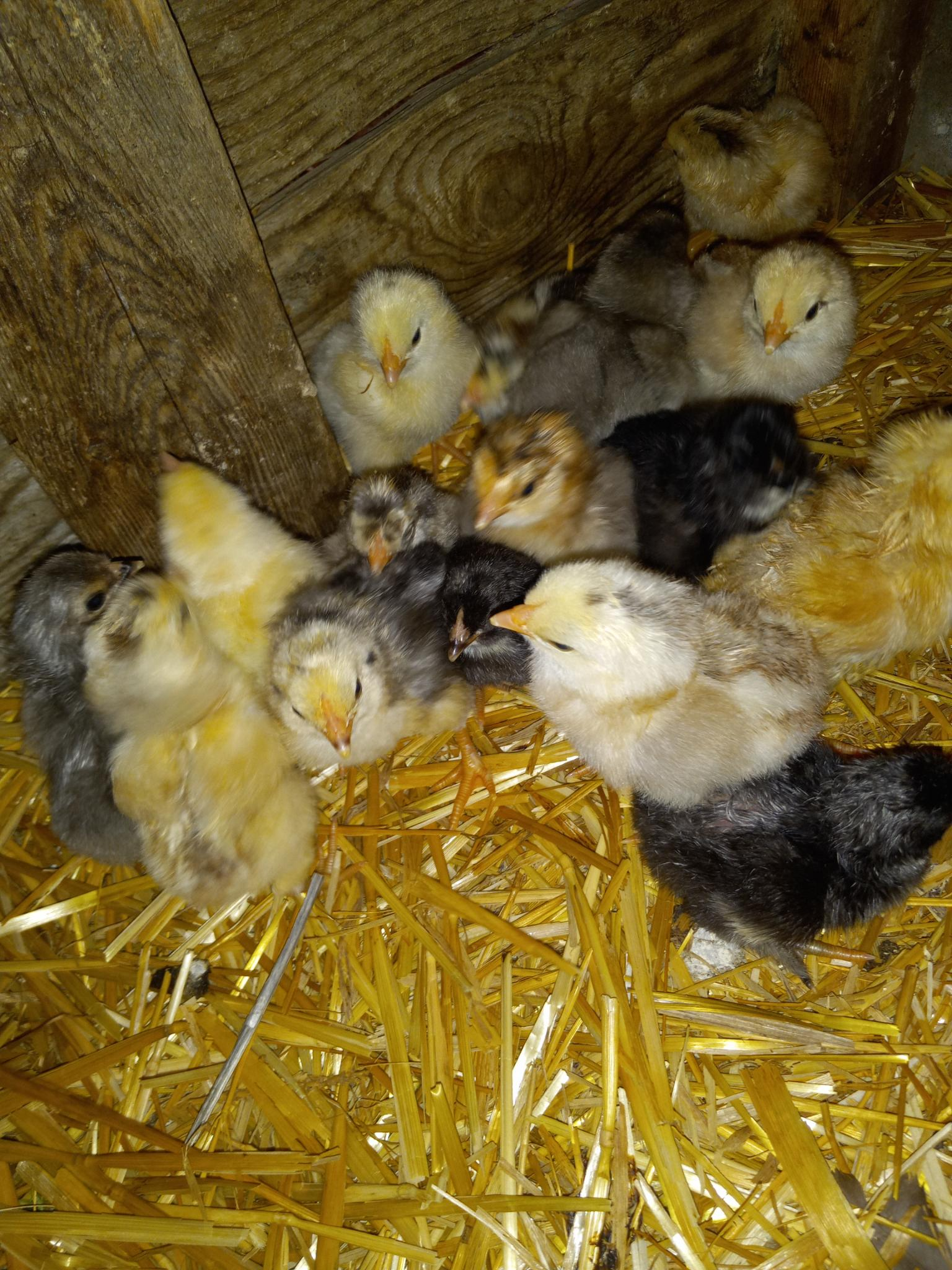 A whole bunch of small, fluffy chicks on clean straw.  There's a whole range of colours and patterns in the group of chicks: white, yellow, yellow with brown stripes, black and white stripes, brown, grey, and black.