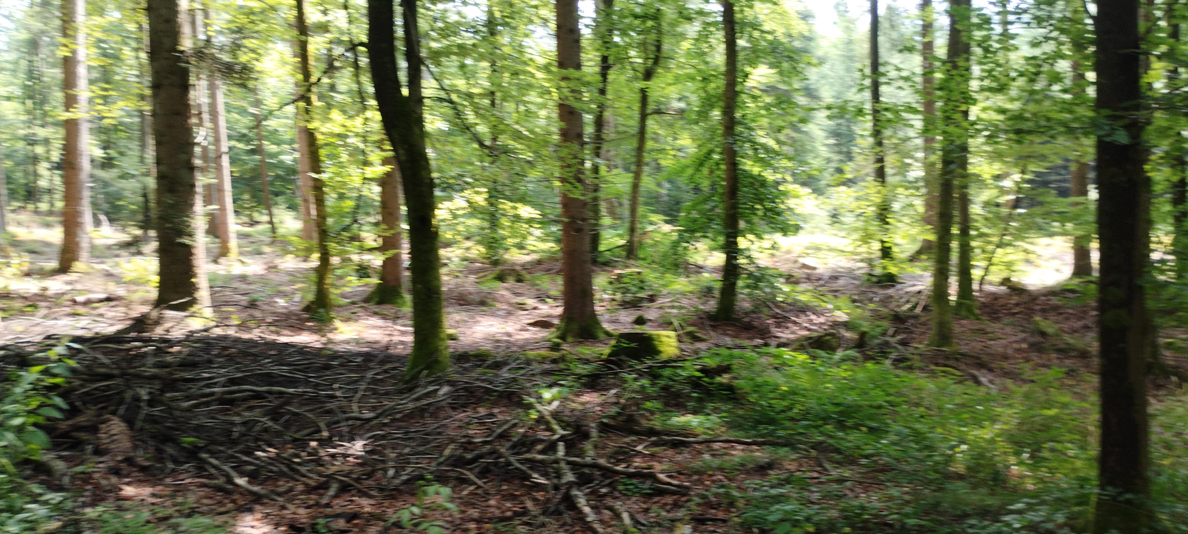 Image of the Schwarzwald near Pforzheim