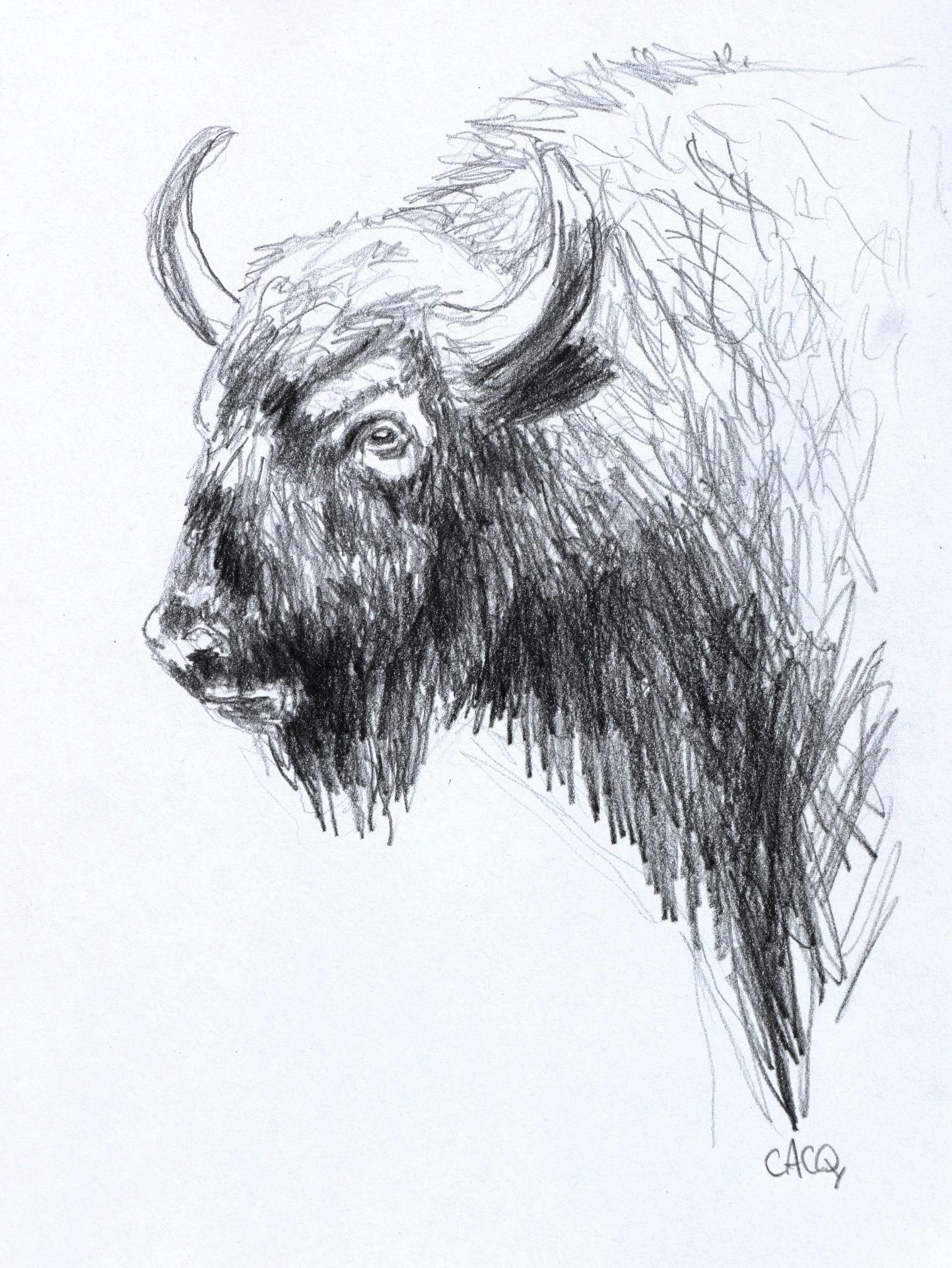 Dessin au crayon représentant une tête de bison.