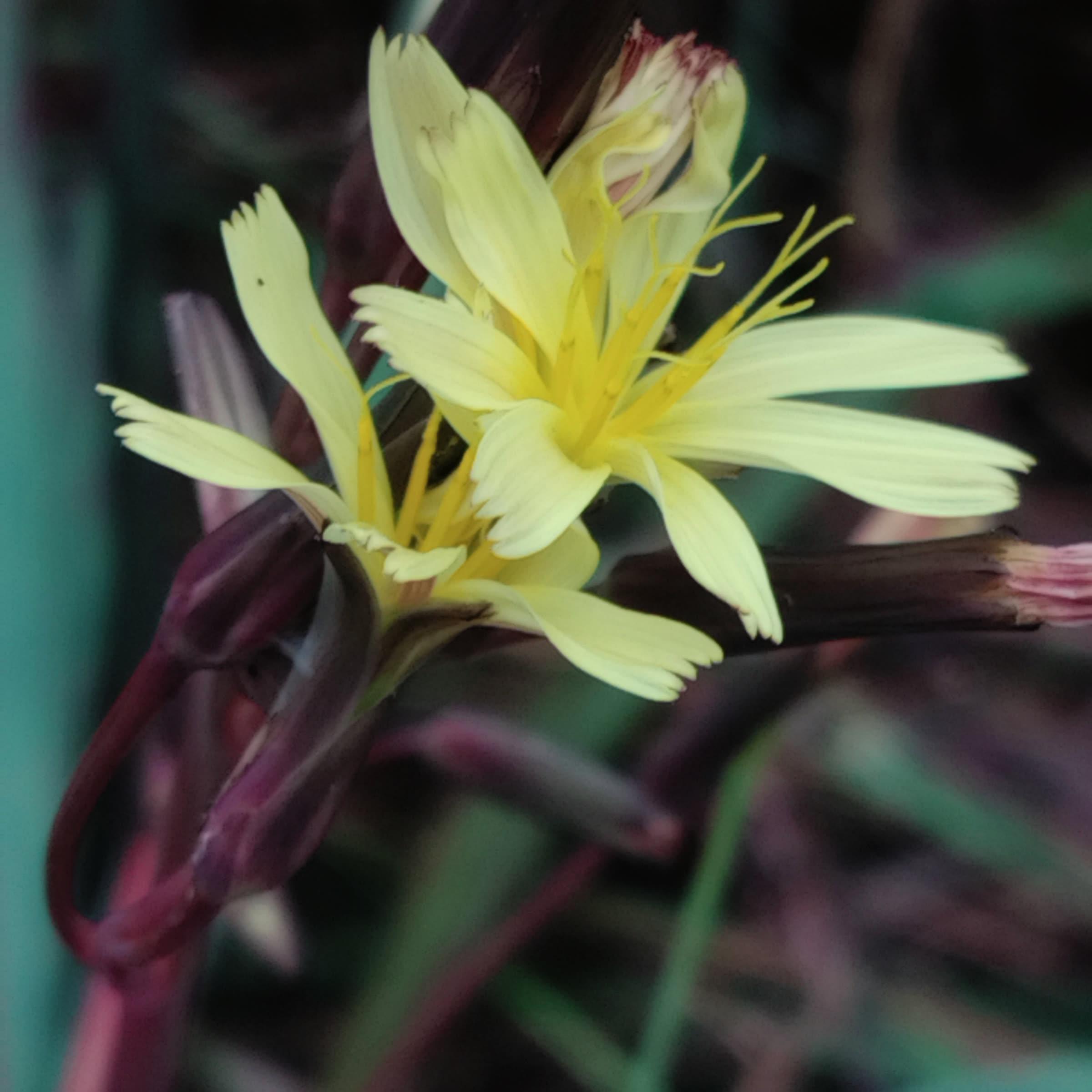 A close-up view of delicate, pale yellow flowers with dark purple stems and buds.