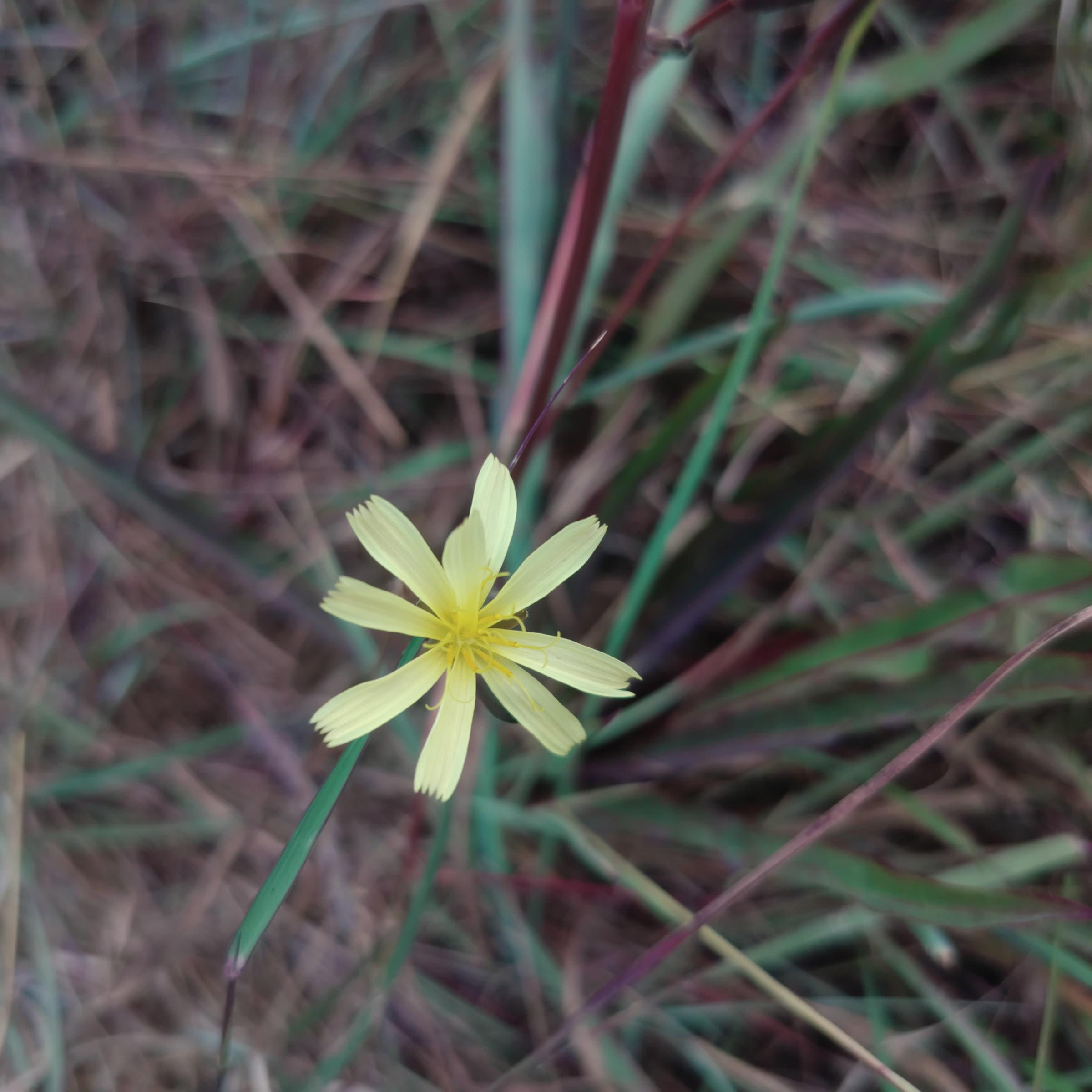 A single yellow flower with eight petals blooming amidst tall, thin blades of grass.