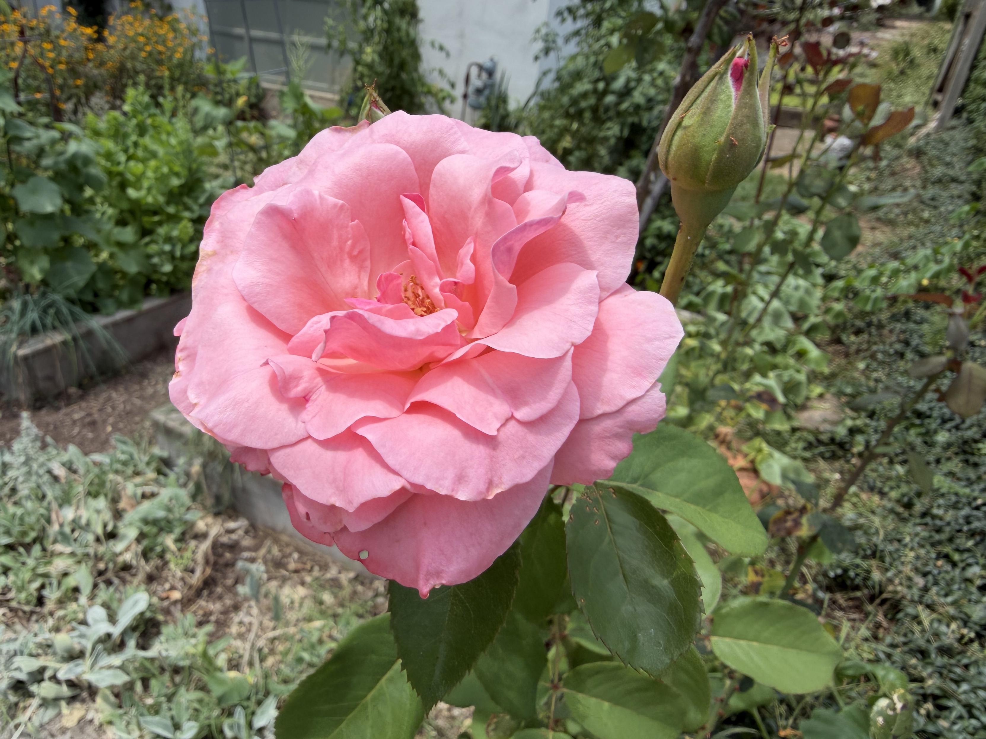 A close-up photograph of a large, soft pink rose in full bloom, showing layered ruffled petals and a warm yellow center. To the right, a tight green rosebud with a tiny hint of pink at the tip stands on a long stem. Green leaves frame the flower against a soft, blurred background of a sunny garden bed filled with various plants and greenery.