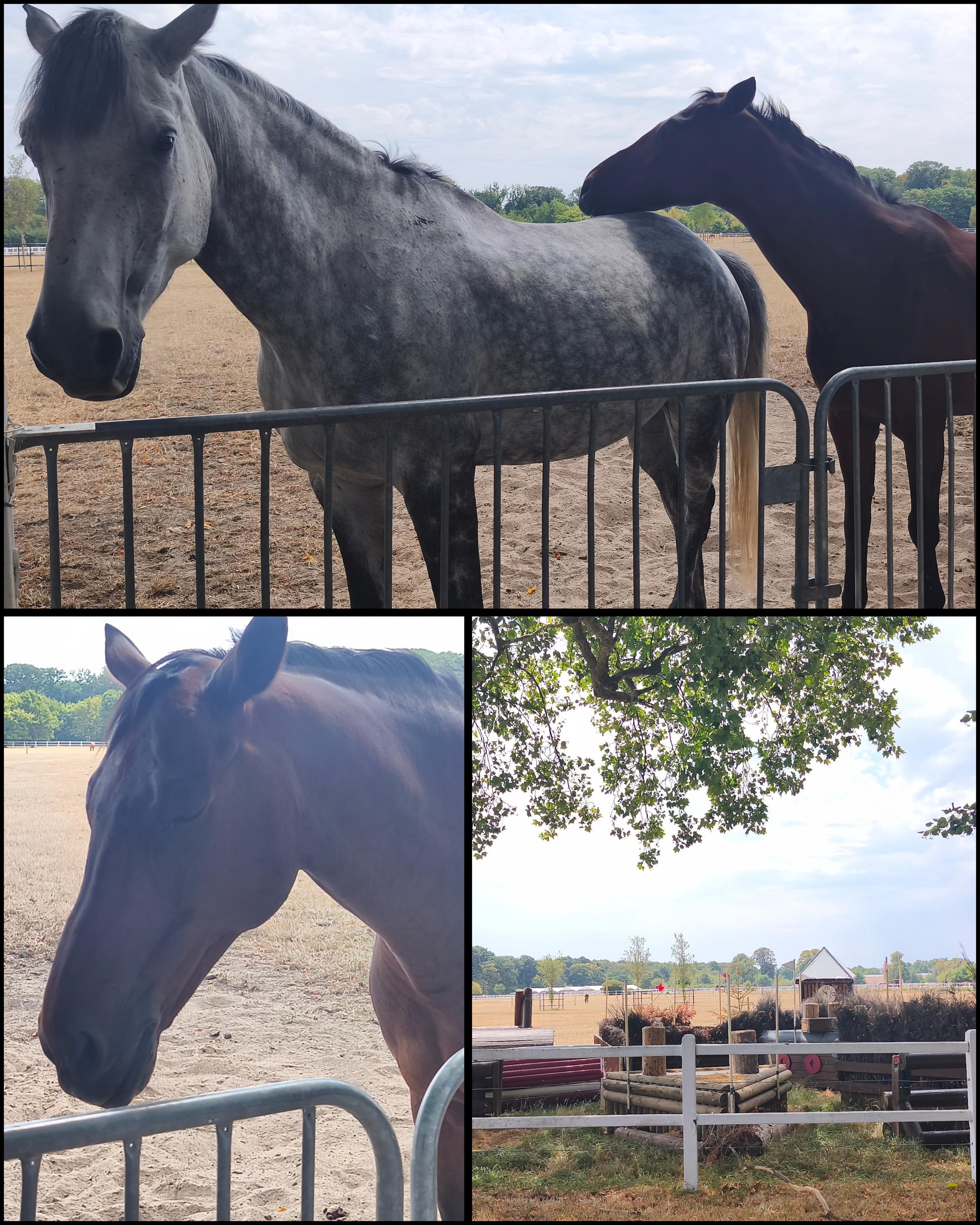 Collage de trois photos prises près d'un paddock. Un grand cheval gris regarde l'objectif tandis qu'un cheval brun pose sa tête contre son flanc. Une deuxième image montre le cheval brun de plus près, et la troisième dévoile le manège, les obstacles et la campagne environnante sous un ciel d'été.