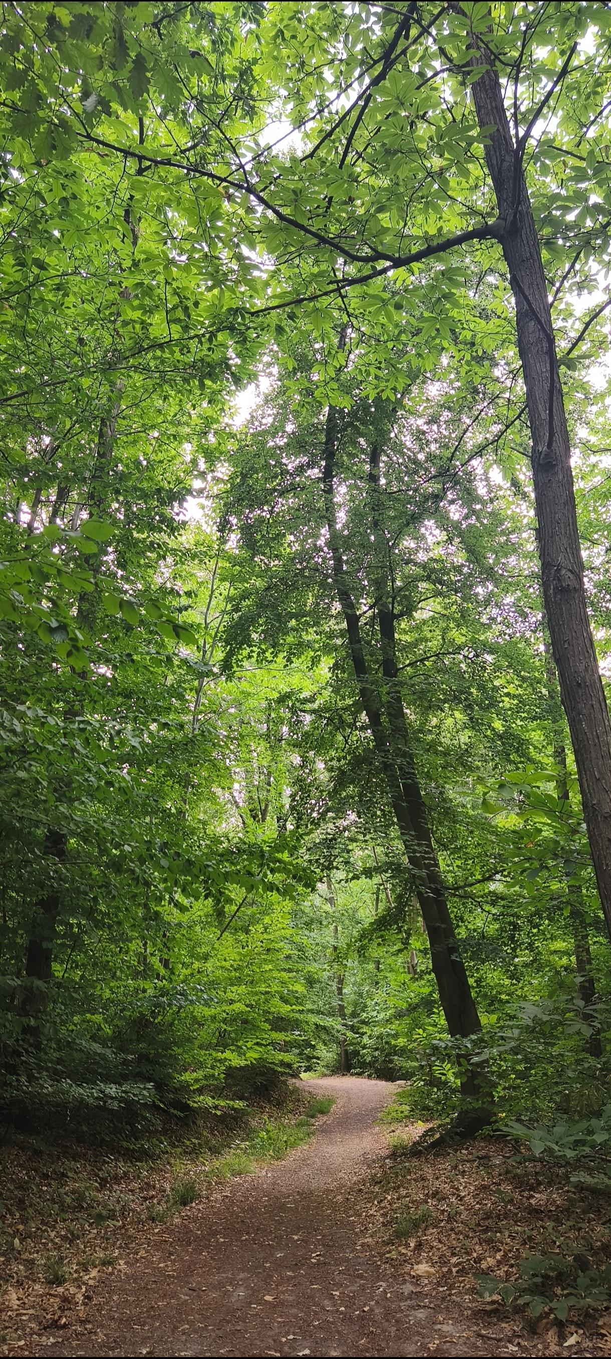 Sentier de terre serpentant au cœur d'une forêt verdoyante. De grands arbres élancés forment une voûte de feuillage au-dessus du chemin, tandis qu'une lumière douce traverse les feuilles et éclaire le sous-bois. L'atmosphère est calme, fraîche et invitante.