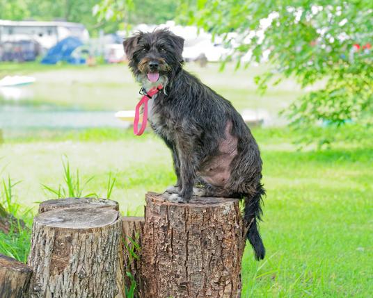 I think a terrir mix dog standing on a tump with his tail hagning off the edge,  he's looking at me with his tounge out and seems to be smiling,  behind him really bright grass,  and a pond with campers on the far side.