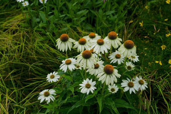 Clump of 20 or so white echinacea flowers surrounded by long grass, herbacious plants and some little yellow flowers