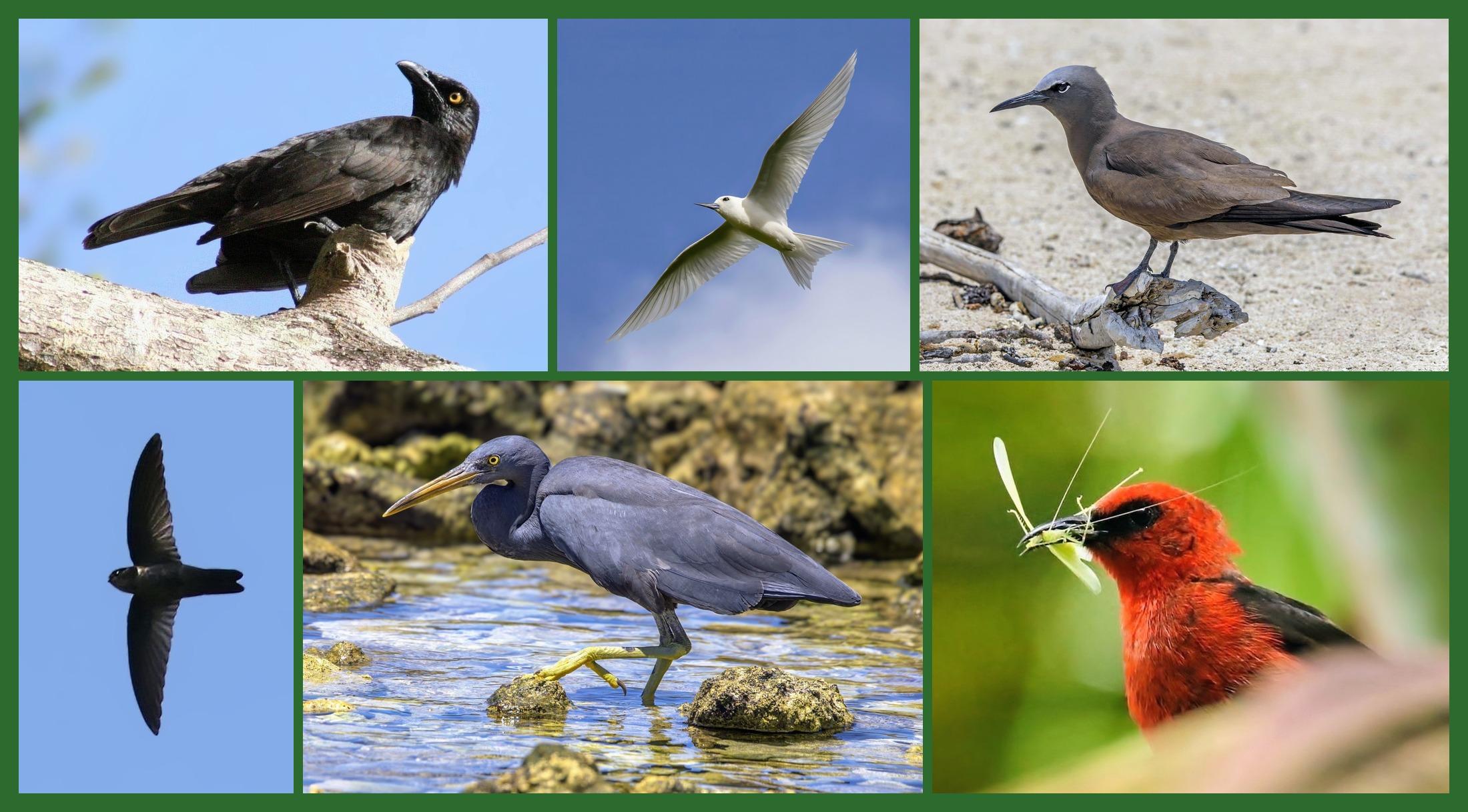 A photomontage of the birds in today's new quiz.