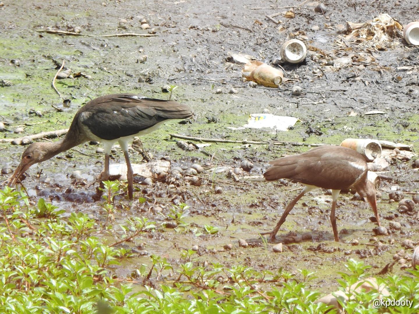 A pair of juvenile White Ibis. Willow Lake, Sterling, VA