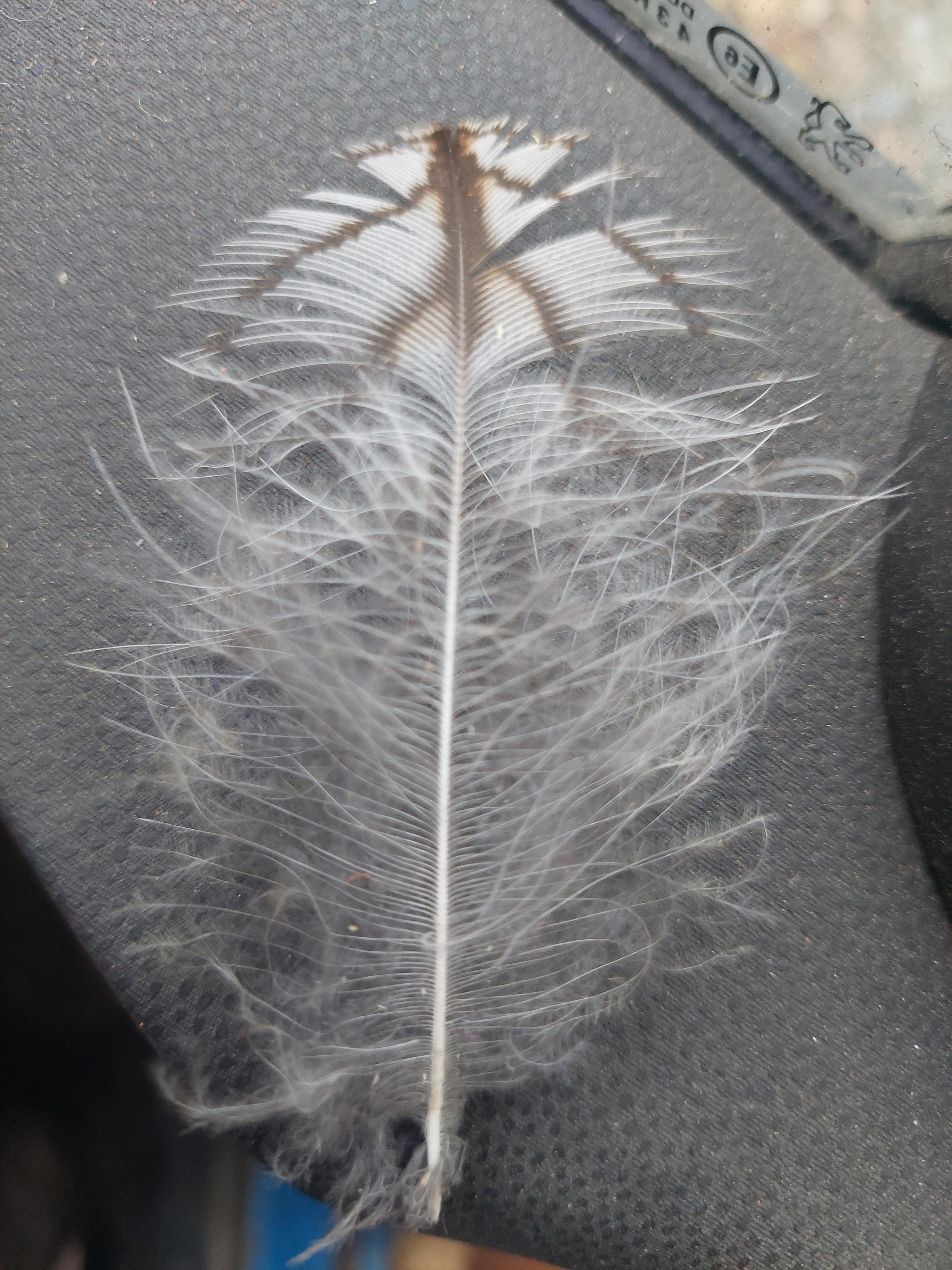 Close-up of a small body feather, about 10-15 cm long. Most of the feather is soft, fluffy white down, with only the upper third forming a structured vane. The tip has a striking, symmetrical dark chocolate-brown arrowhead or chevron pattern on a white background, with the central shaft also turning dark brown within the patterned area