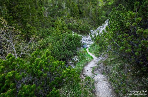 This image captures a serene and immersive forest scene, evoking a sense of tranquility, adventure, and untouched natural beauty. A narrow, winding dirt trail cuts through the dense greenery, inviting the viewer to imagine exploring the depths of the forest. The trail is flanked by lush, vibrant vegetation, including a variety of shrubs, bushes, and young evergreen trees, creating a rich and textured tapestry.
The forest floor is a mix of green moss, grasses, and patches of bare earth, adding d…