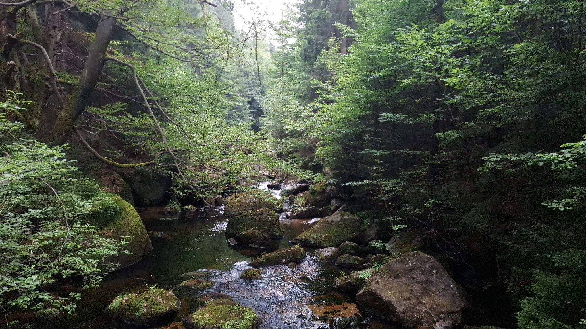 A stream in the woods with rocks and green trees