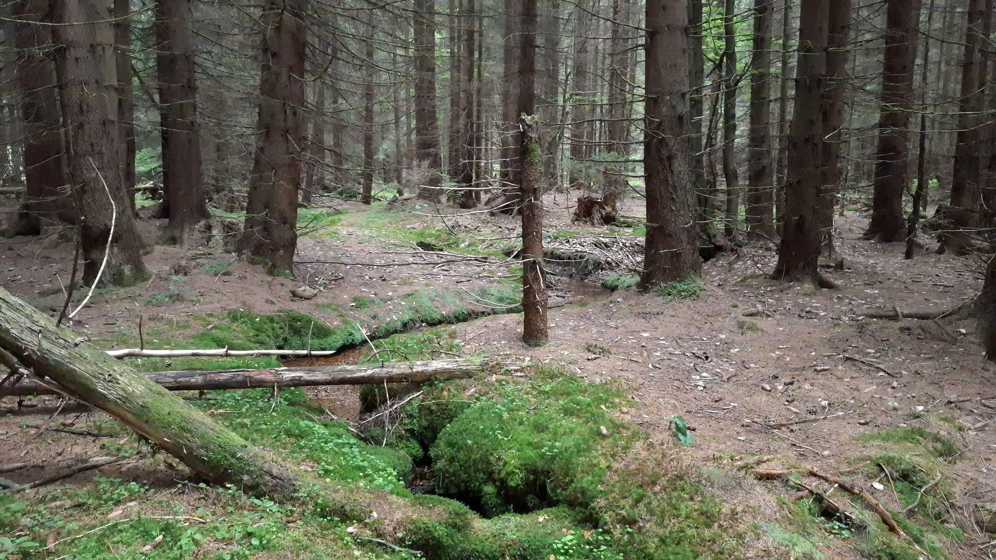 ​A small stream running through a forest.