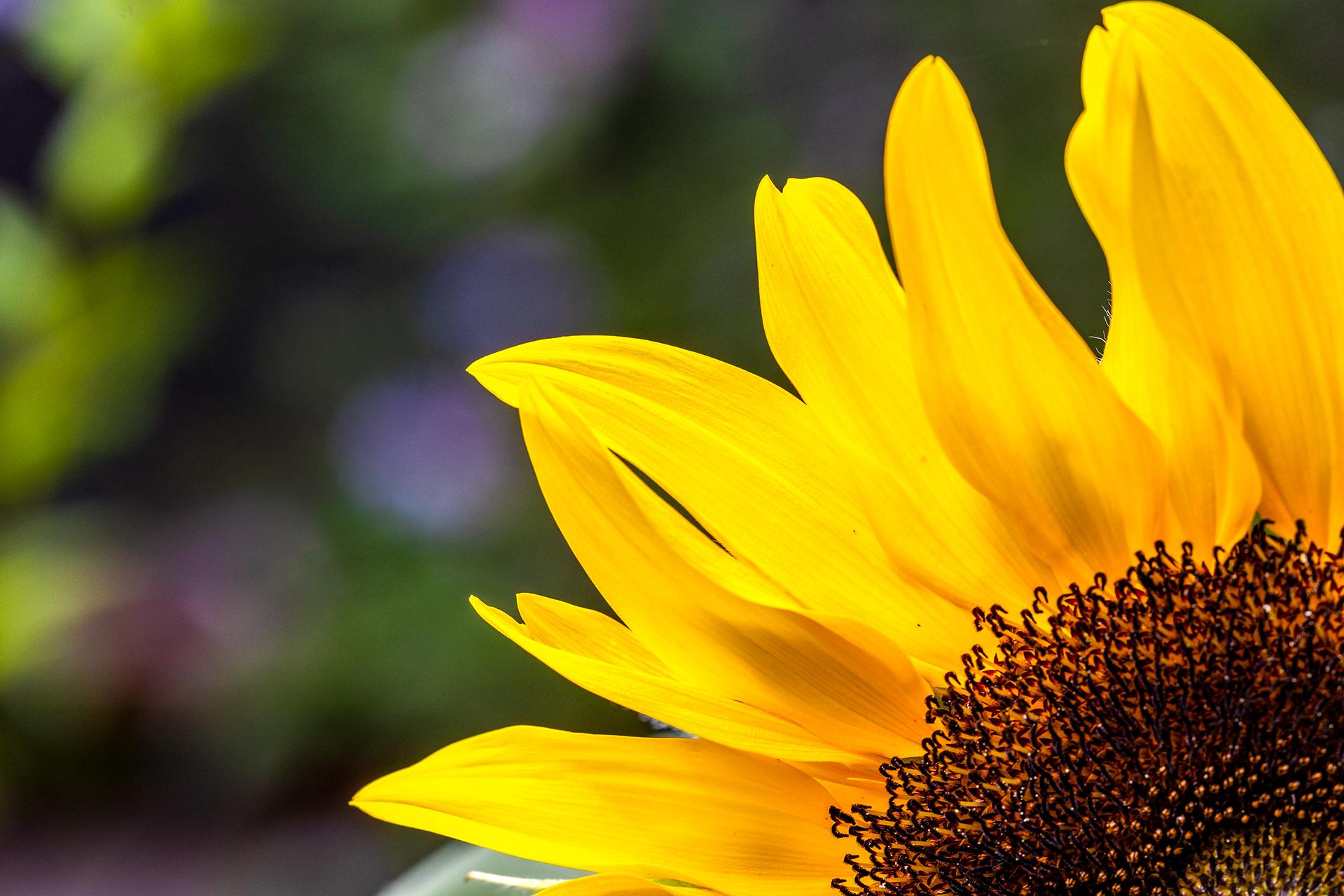 More of that giant sunflower.