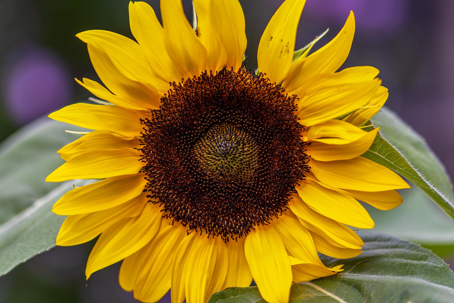 More of that giant sunflower.