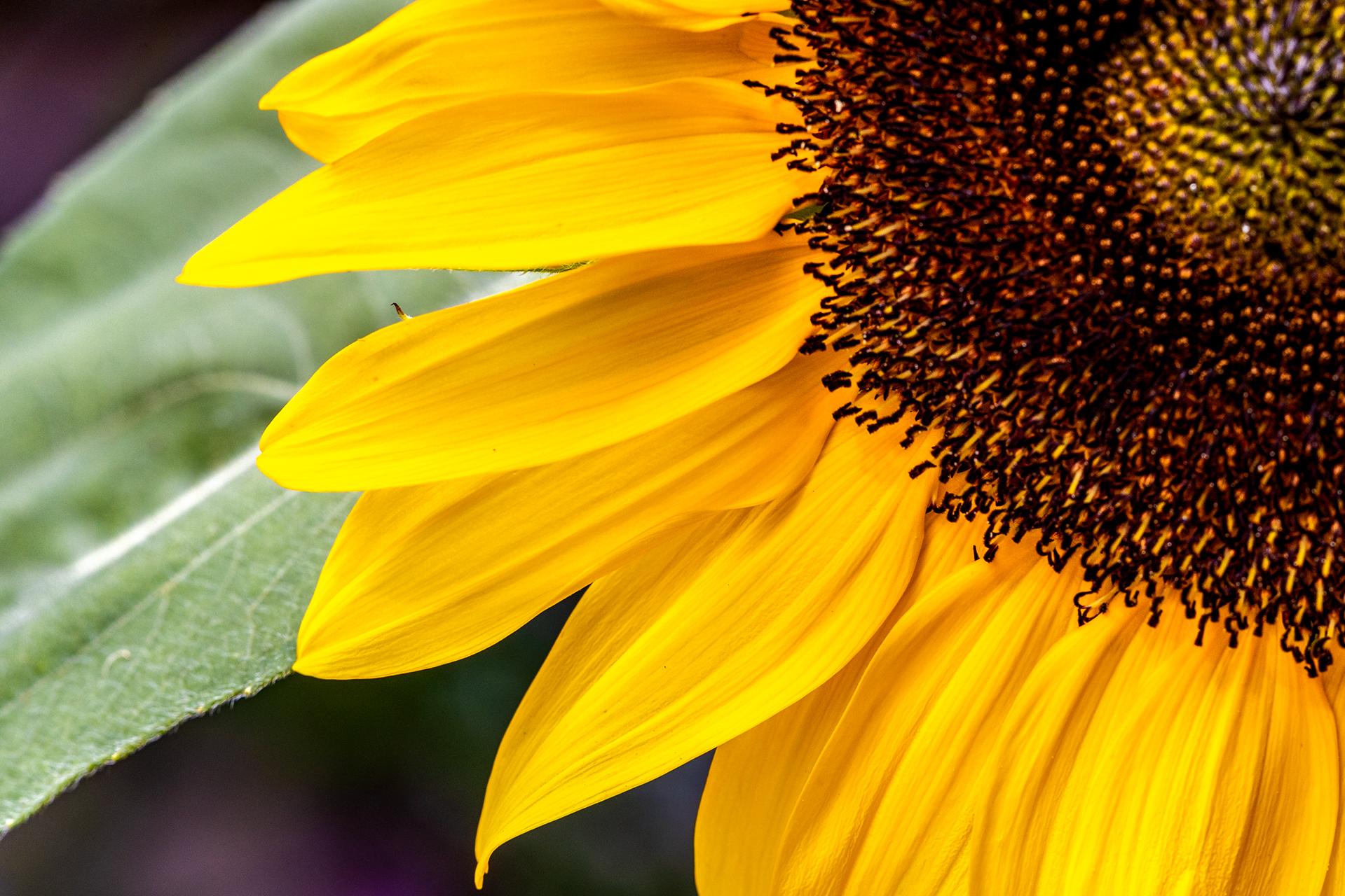 More of that giant sunflower.
