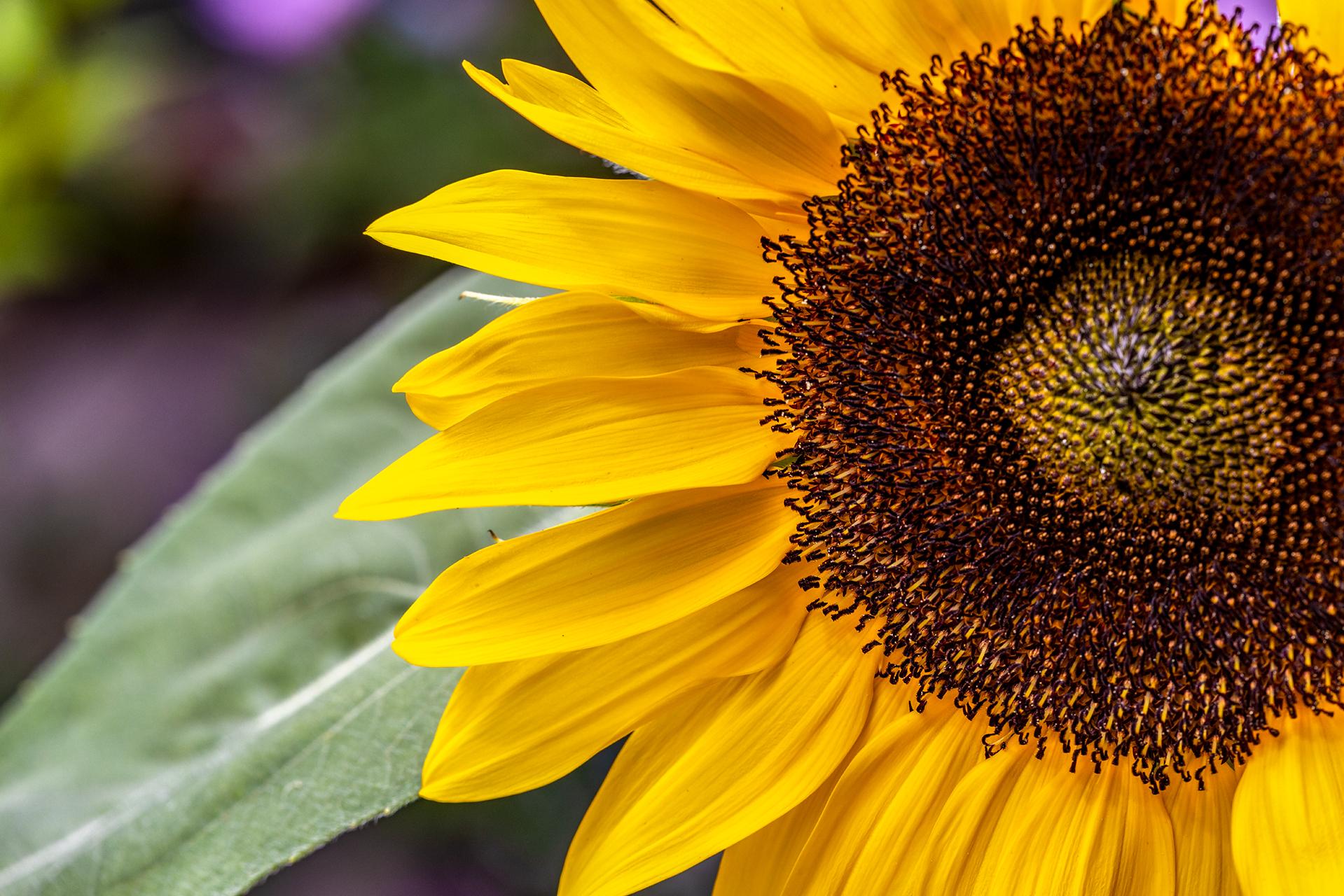 More of that giant sunflower.
