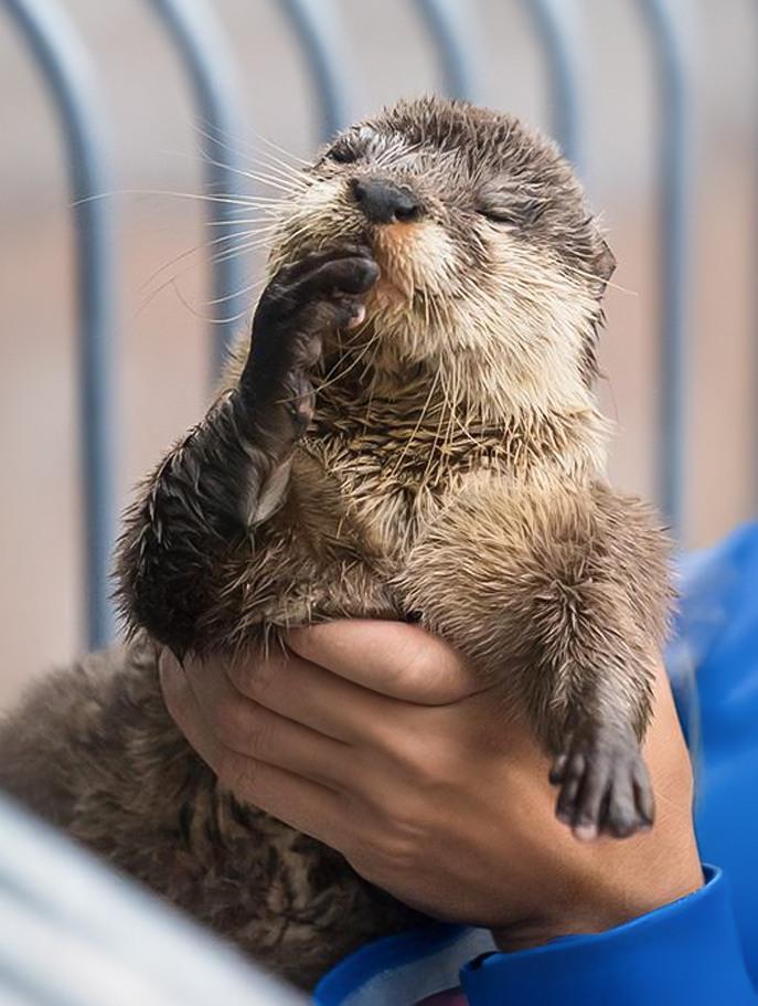 Scene: A realistic photo of a small otter named Steve being gently held in a person’s hands against a softly blurred background.  
Embedded text: None.