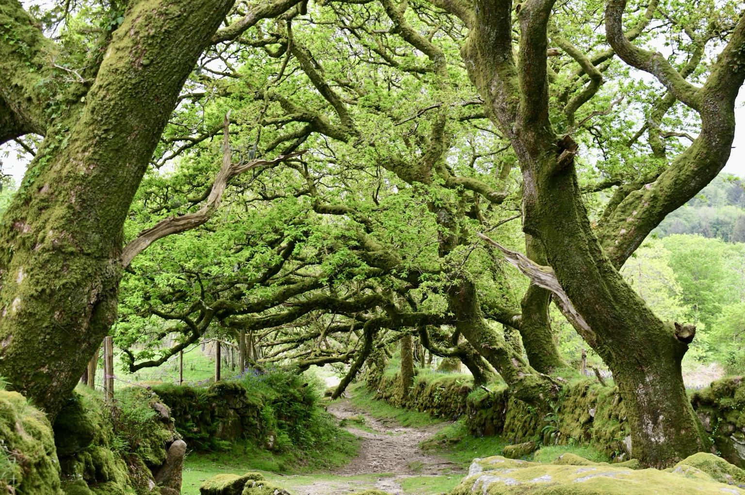 Oaks hanging over a footpath, with spring green foliage.