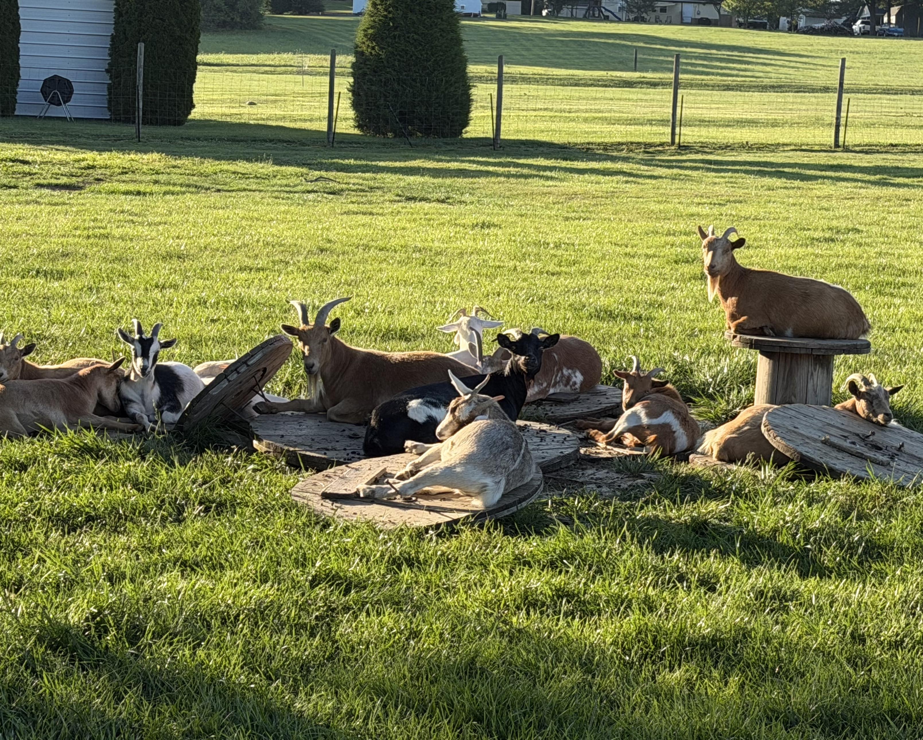 A small herd of goats resting in a vibrant green field under bright sunlight. The goats—a mix of brown, black, white, and spotted breeds—are scattered across the grass and lounging on flat wooden cable spools laid on the ground. To the right, one light-brown goat sits proudly elevated atop a upright wooden spool, looking toward the camera.