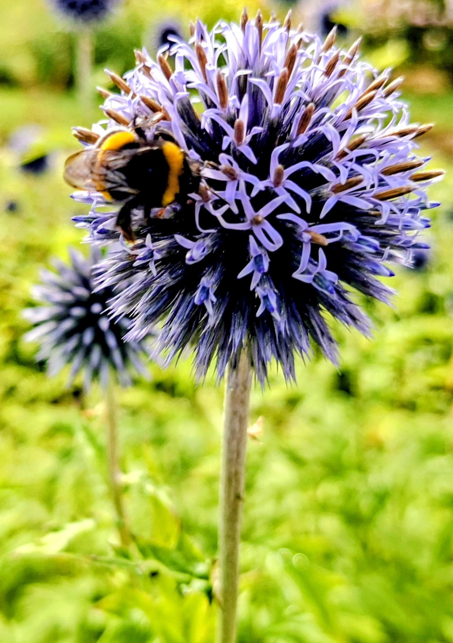 Op de foto een bloem, een kogeldistel, van dichtbij, met een hommel er op.