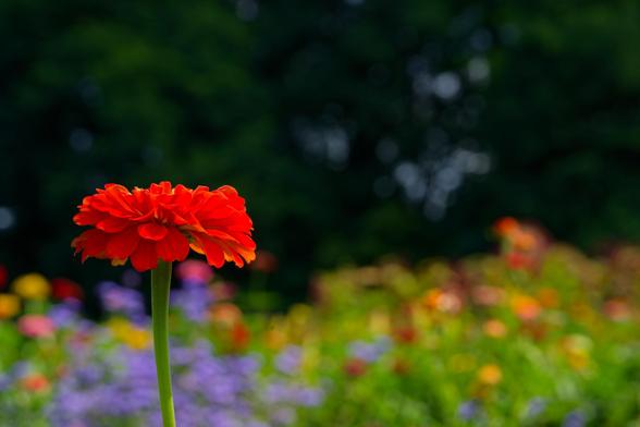 Red/orange zinnia seen from the side on the left side of the frame with a field of yellow, purple and red flowers in the background and dark trees with a few exposed bits of sky