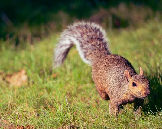 Red squirrel with bushy tail is moving towards us on the grass