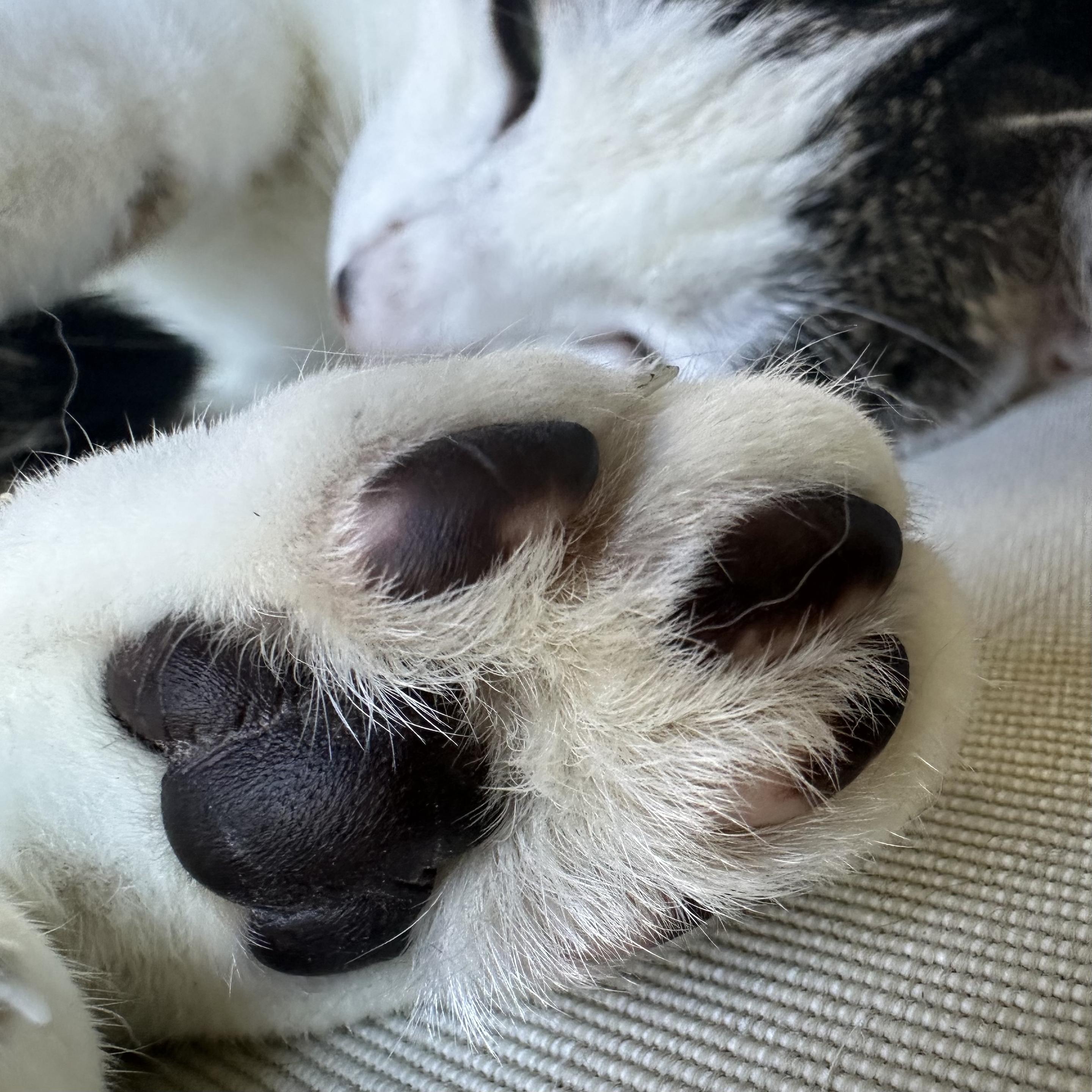 *Very* close up of white cat’s brown toe beans, so soft, yet so deadly…