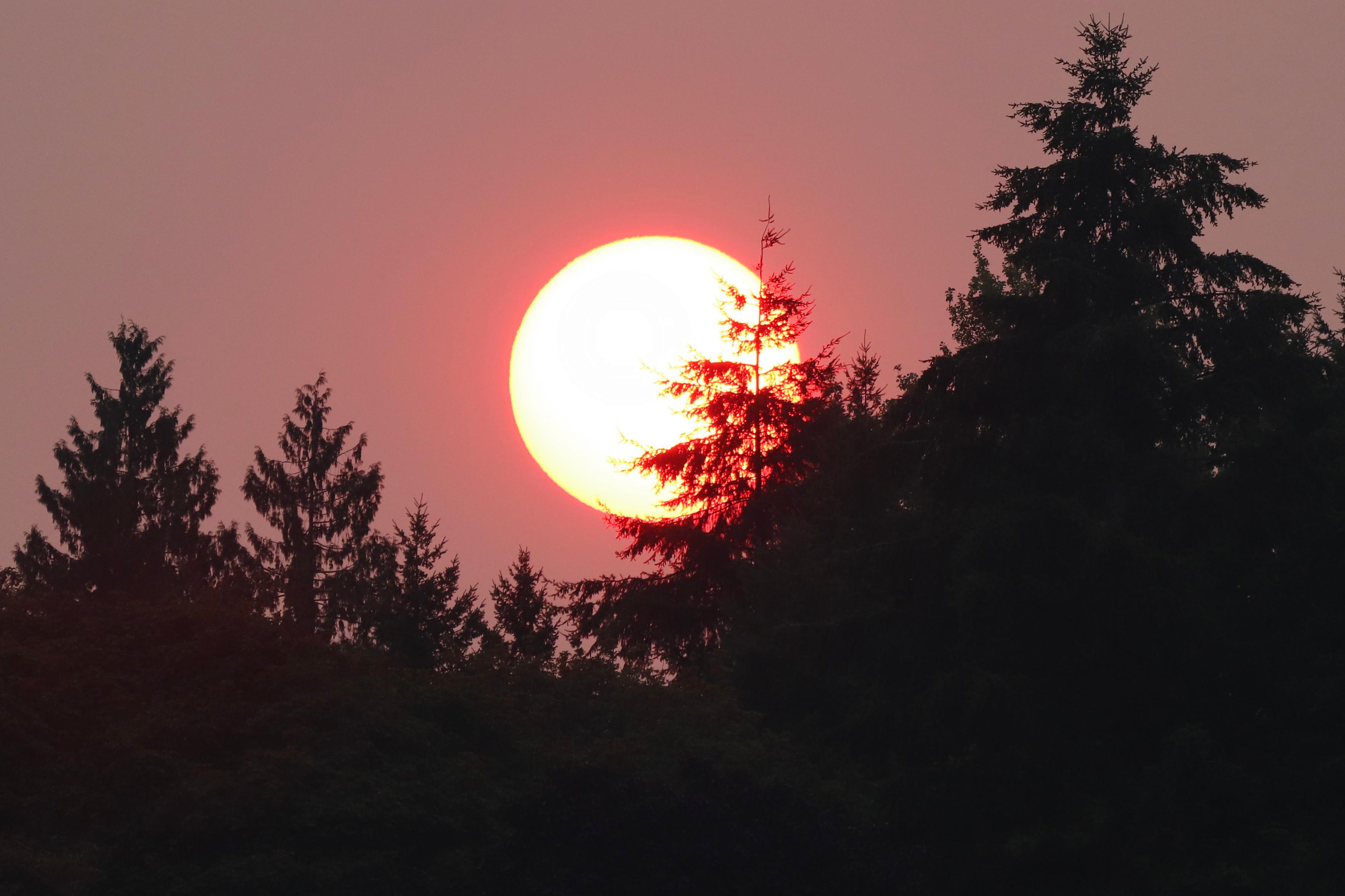 A faint pink sun rises large above fir trees in a smoky sky that is even more pink.