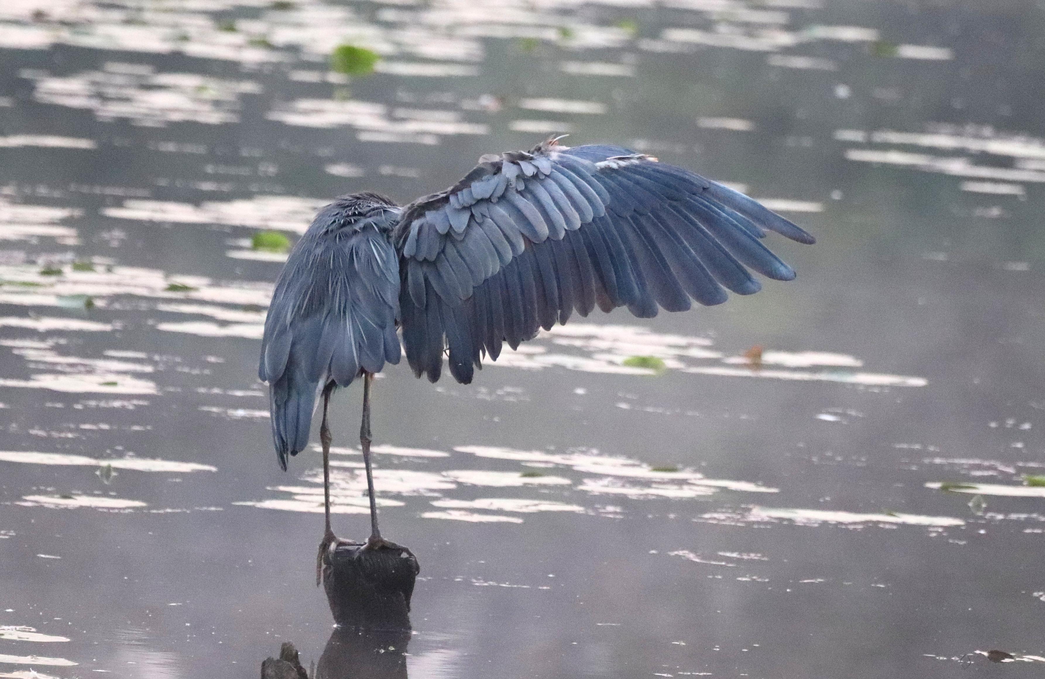 A great blue heron standing on an old piling in a lake, seen from behind with its right wing spread wide as it preens. Really shows the texture of its long wing feathers and its long wing.