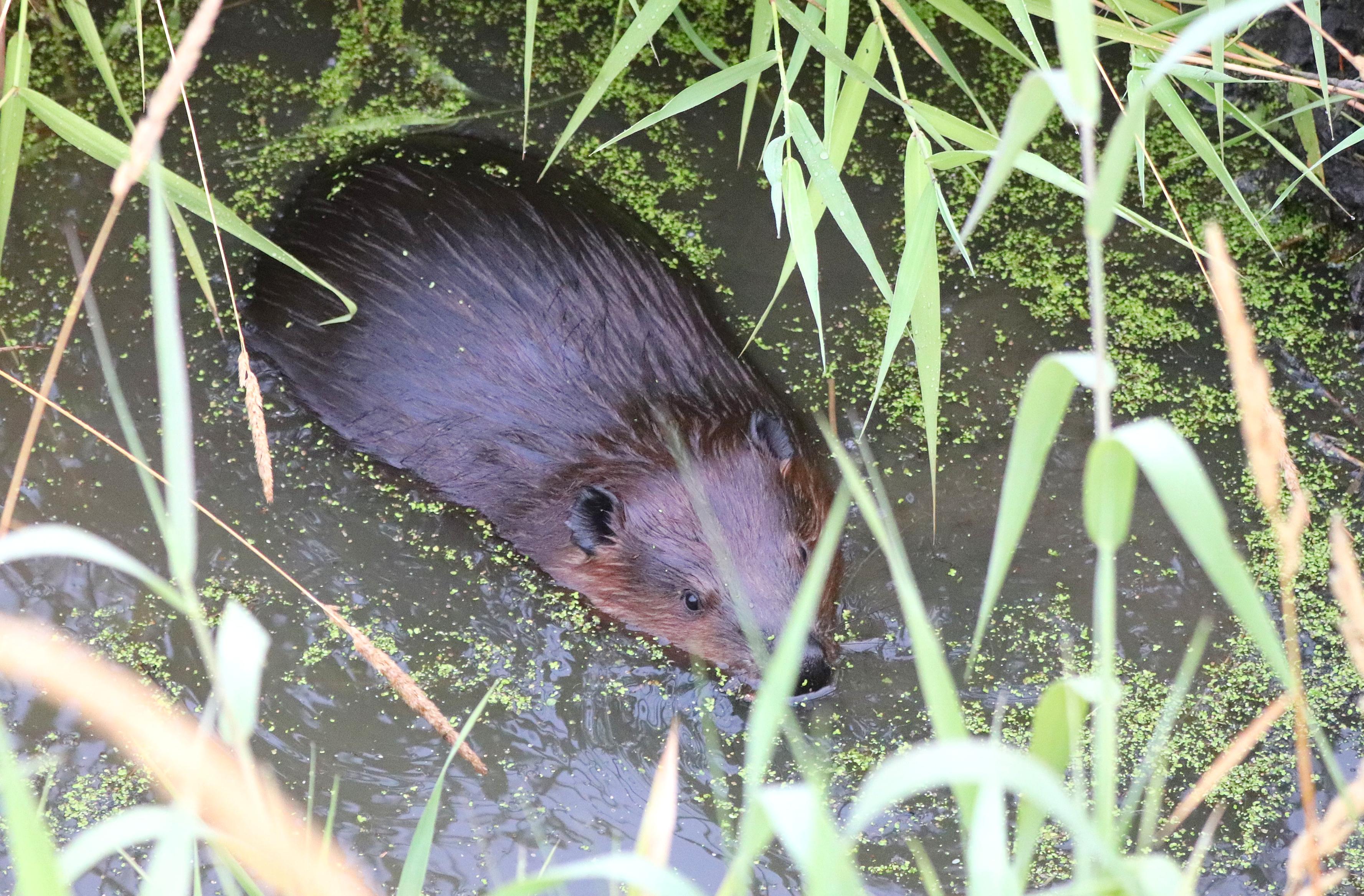 Very round and brown beaver resting in a pothole, surrounded by water and green algae. Seen from above, its ears are round and cute.