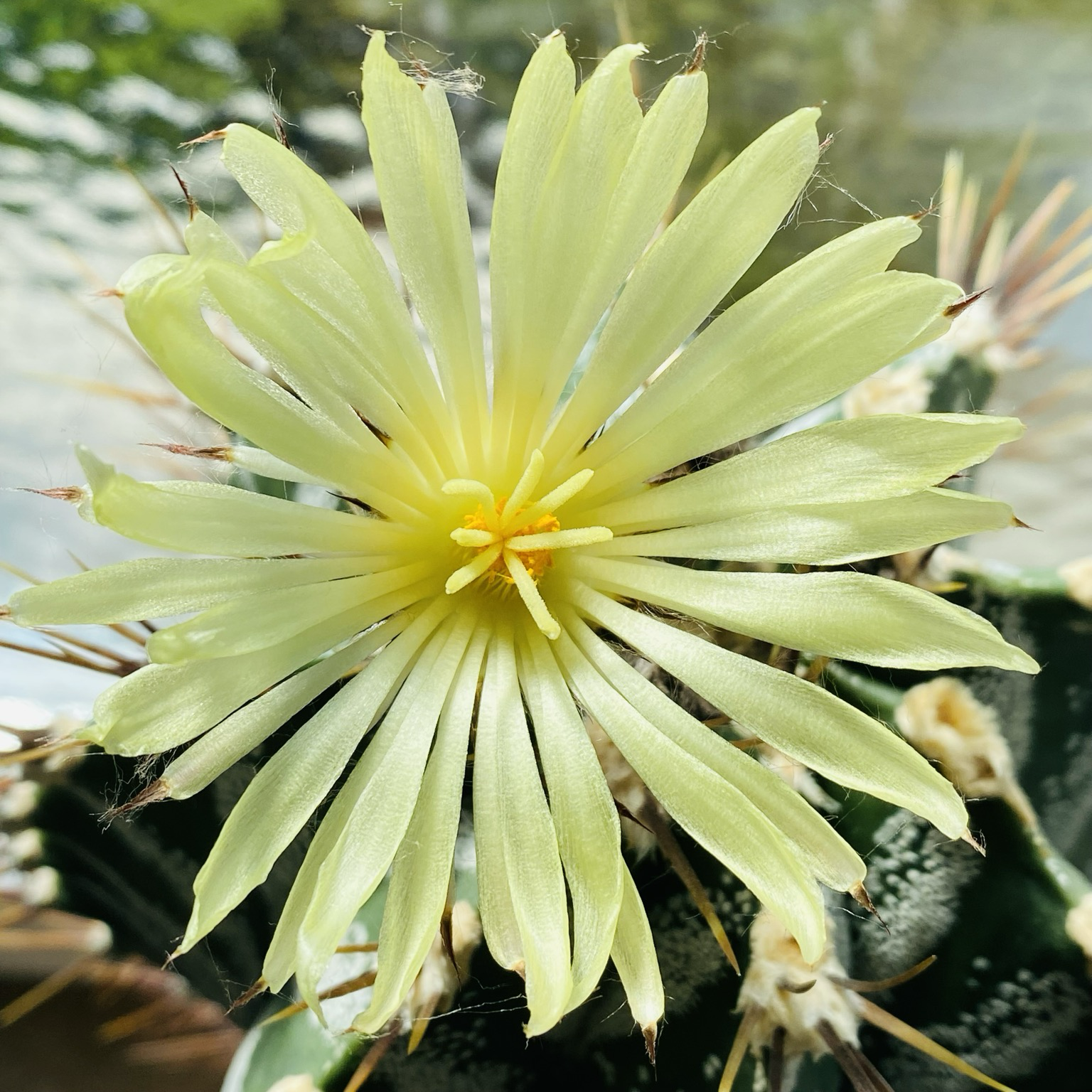 Hellgelbe, geöffnete Kaktusblüte