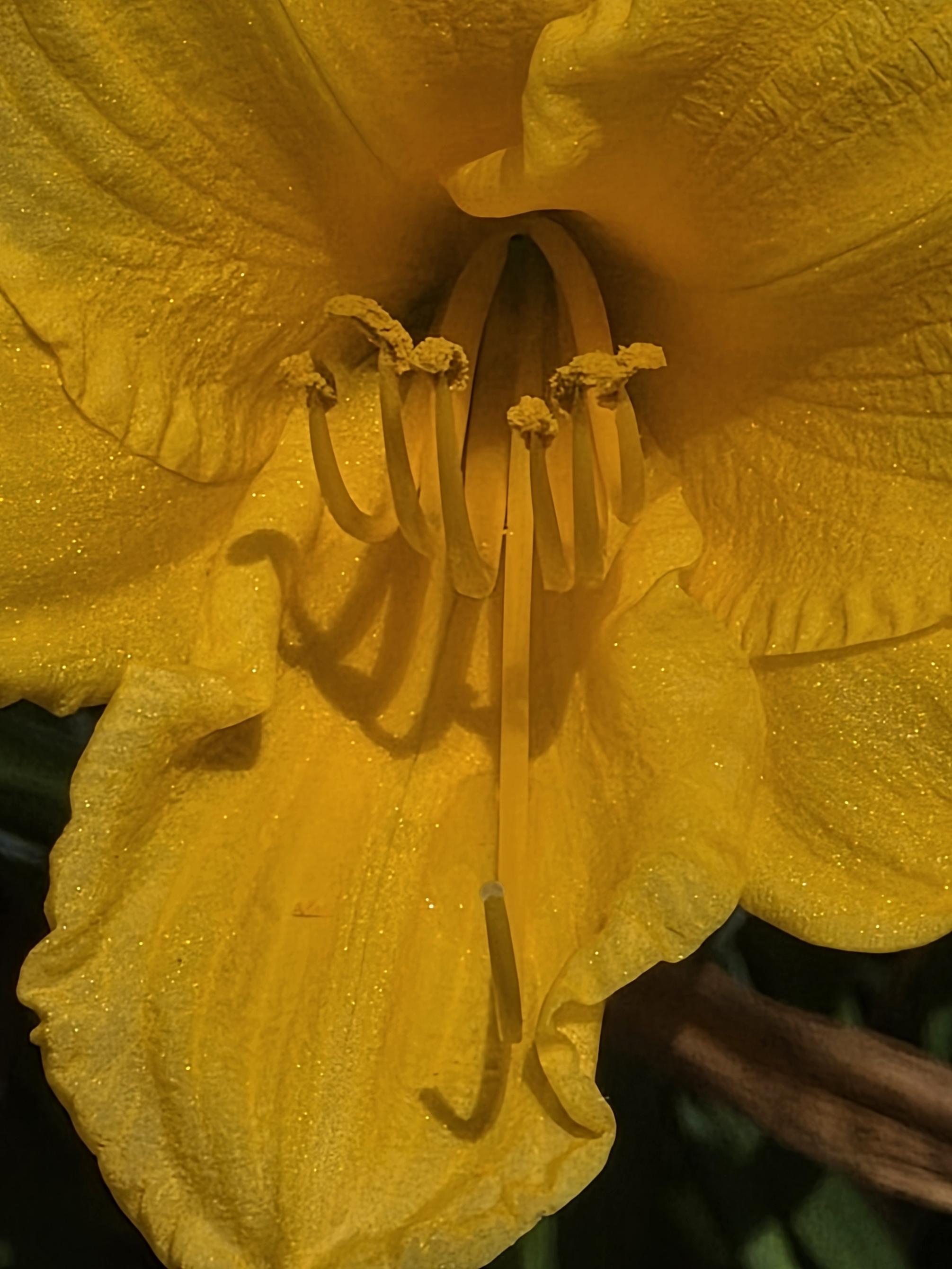 Closeup of the center of a yellow lily. The stamen are covered in yellow pollen. The petals are sparkly like they are glittered.