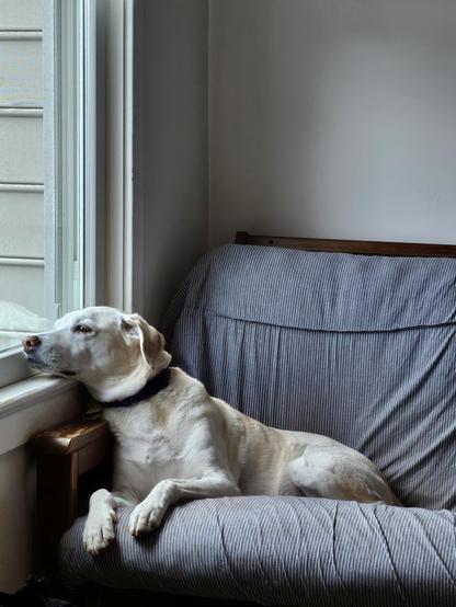 A yellow dog lounges on a couch beside a window with her chin resting on the windowsill.