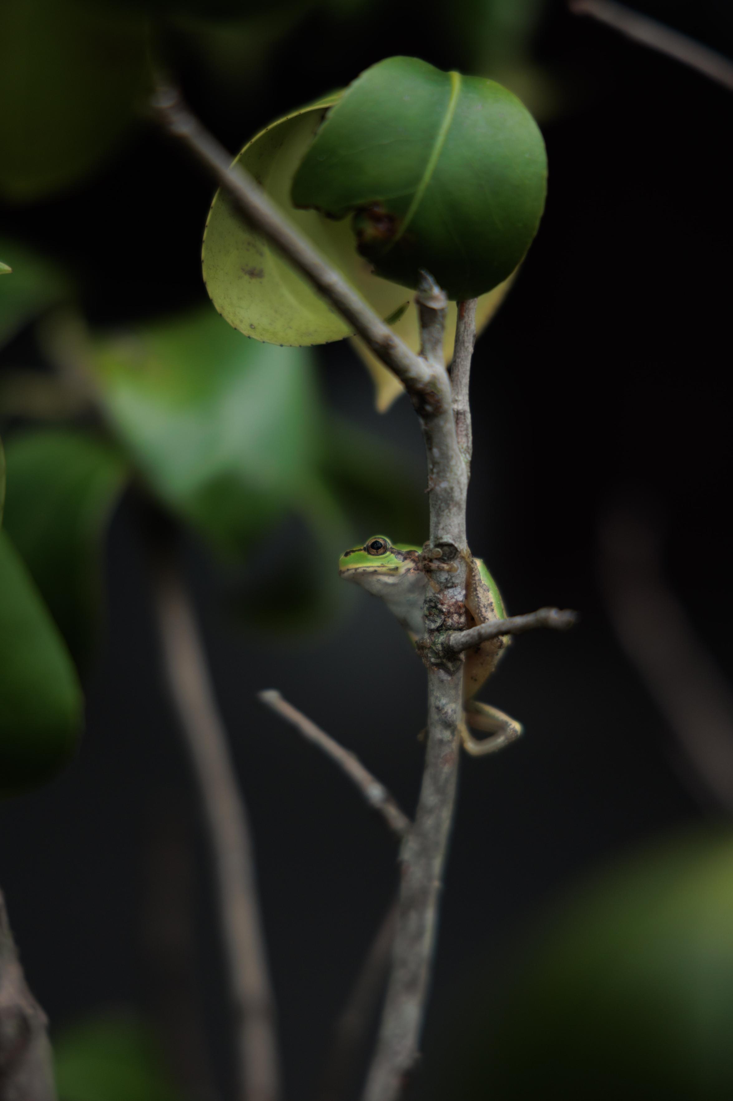Small green tree frog clinging to a thin brown branch surrounded by large green leaves against a dark background.