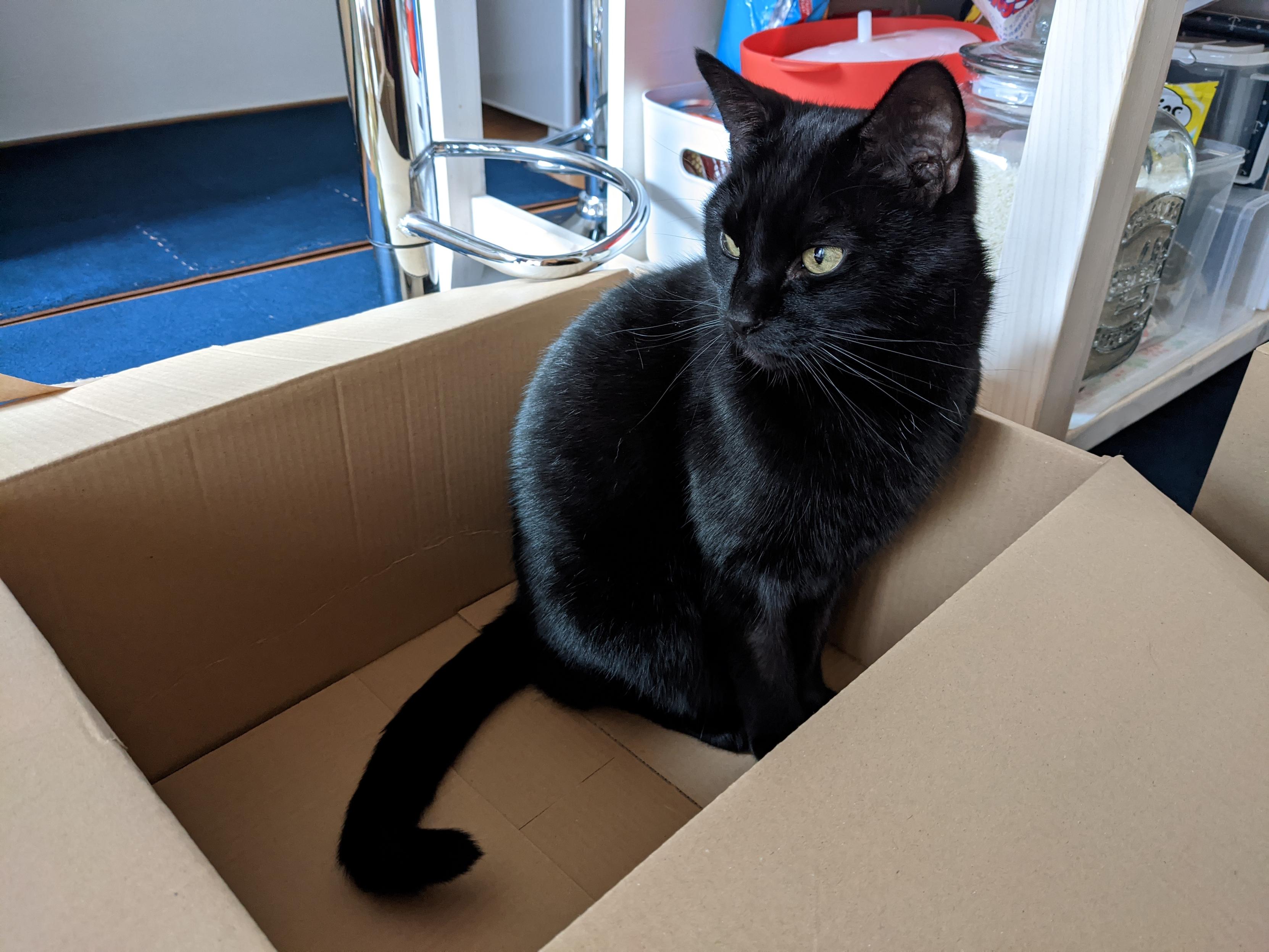 Percy the black cat enjoys relaxing in a cardboard box.