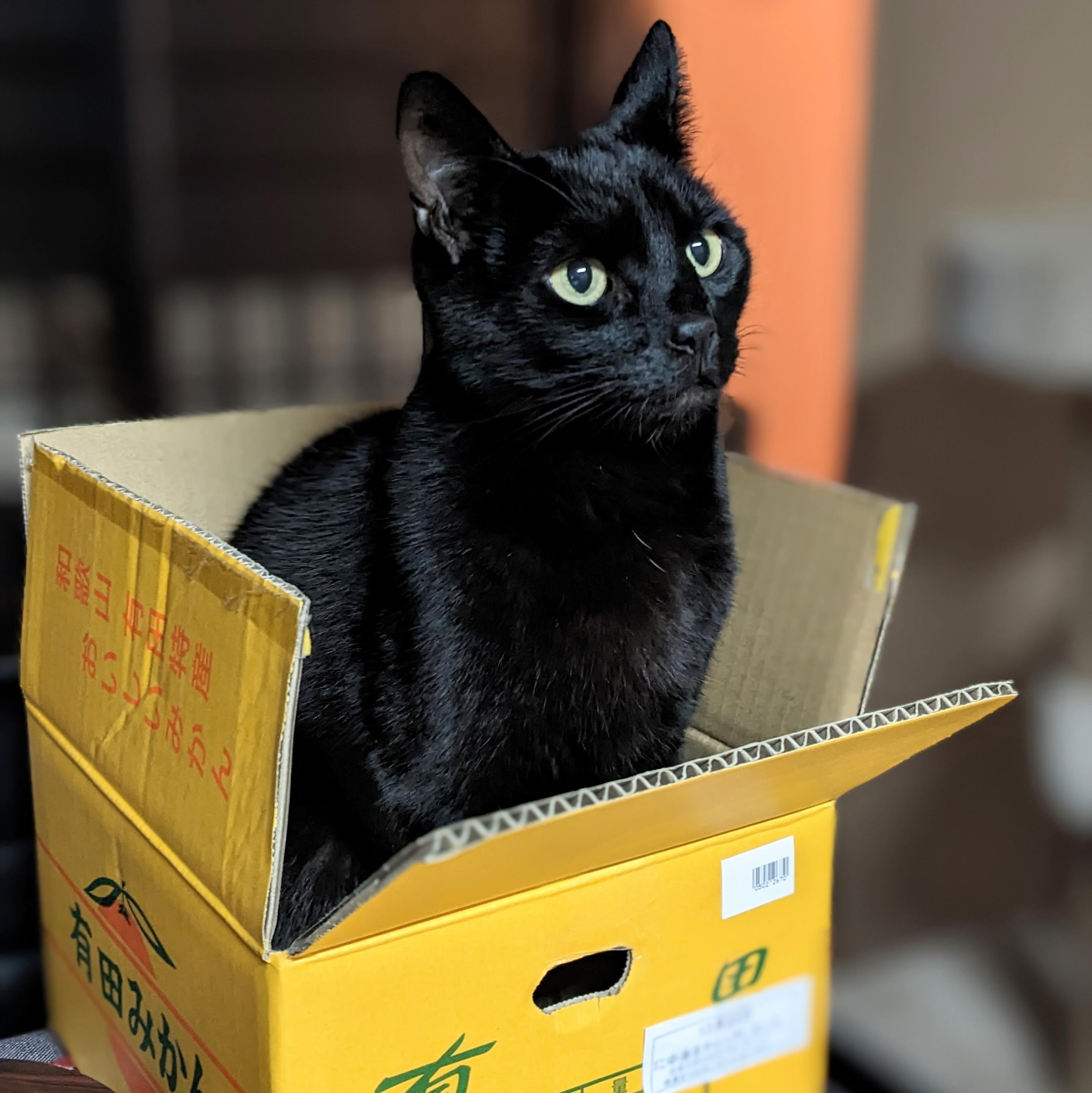 Hogarth the black cat enjoys relaxing in a cardboard box.