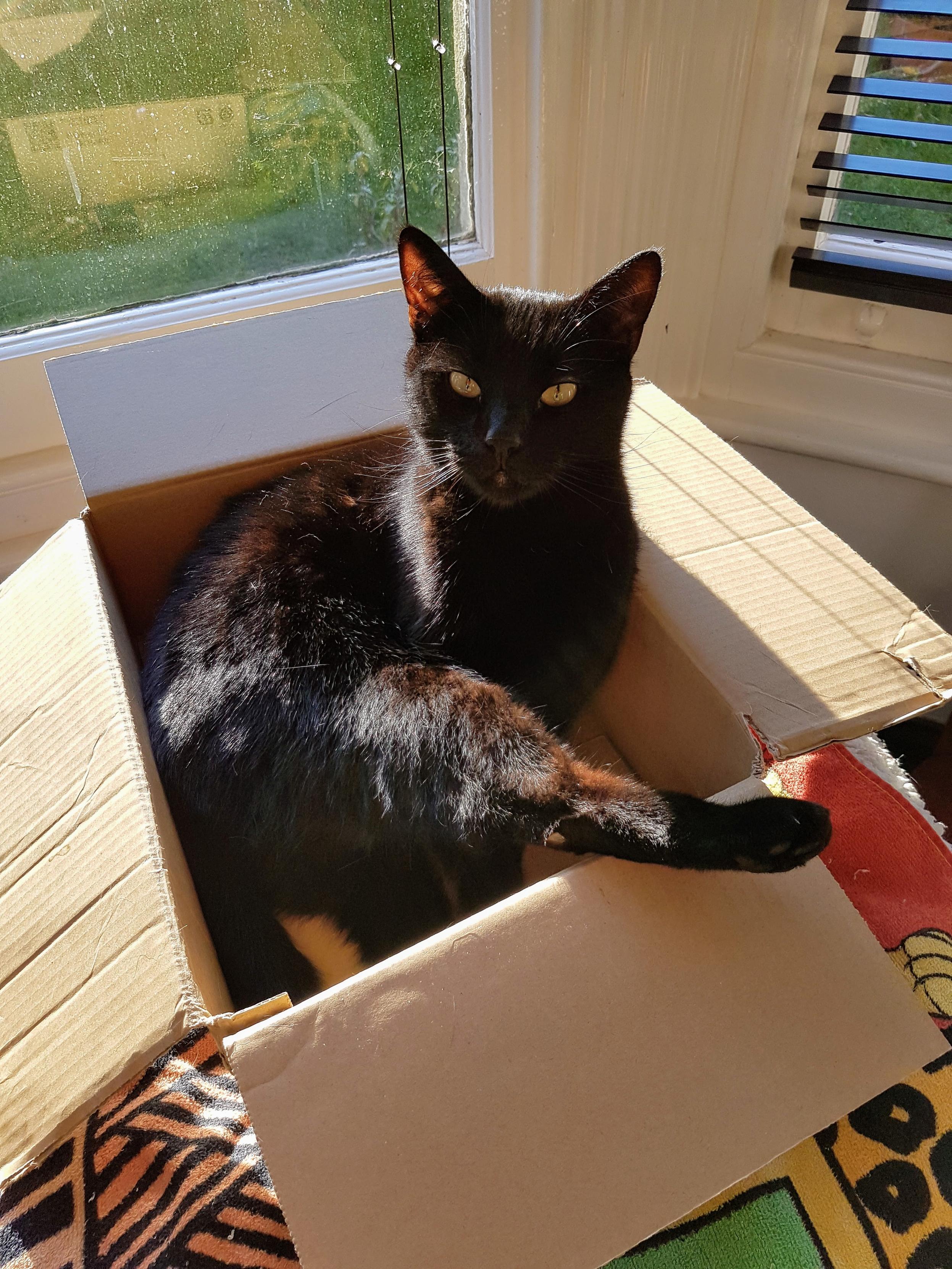 Percy the black cat enjoys relaxing in a cardboard box.