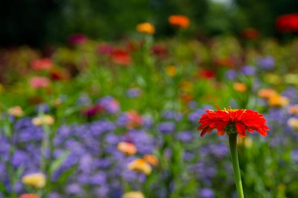 A single red zinnia is focus side-on in the background while behind it is a patch of purple flowers as well as other similarly colored zinnias further away