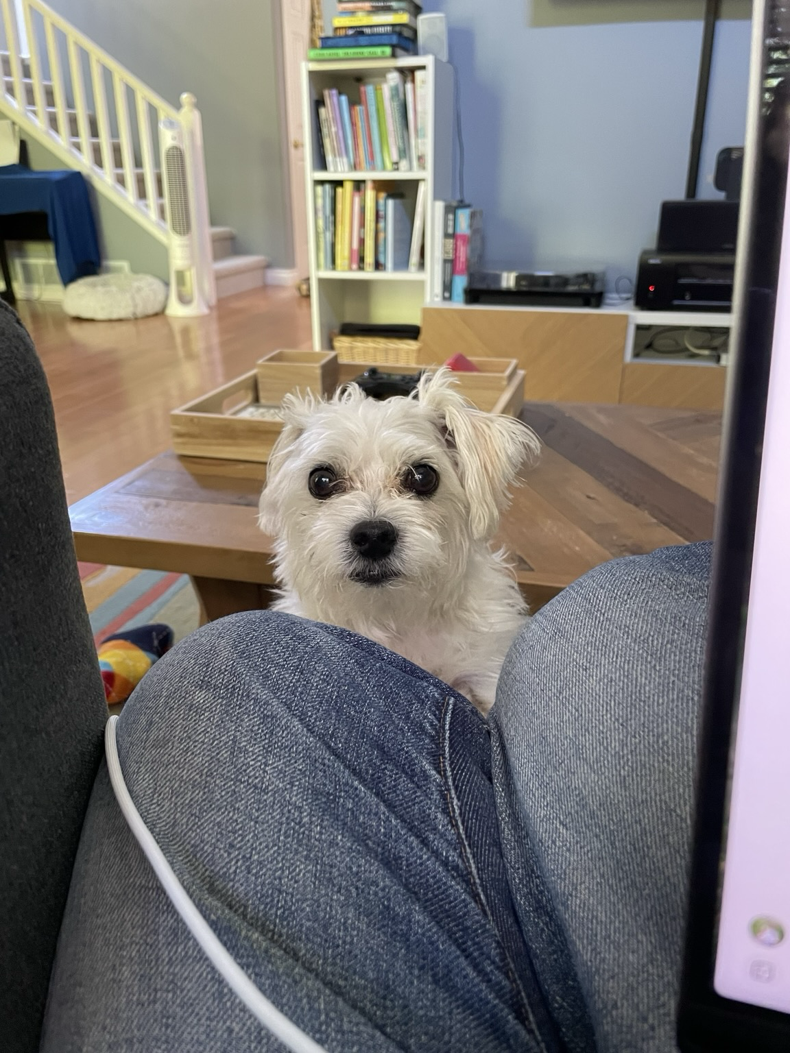 Small white dog staring at camera.