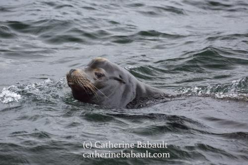 A dark brown sea lion with its head and neck above the water swims by in a choppy and dark grey sea.