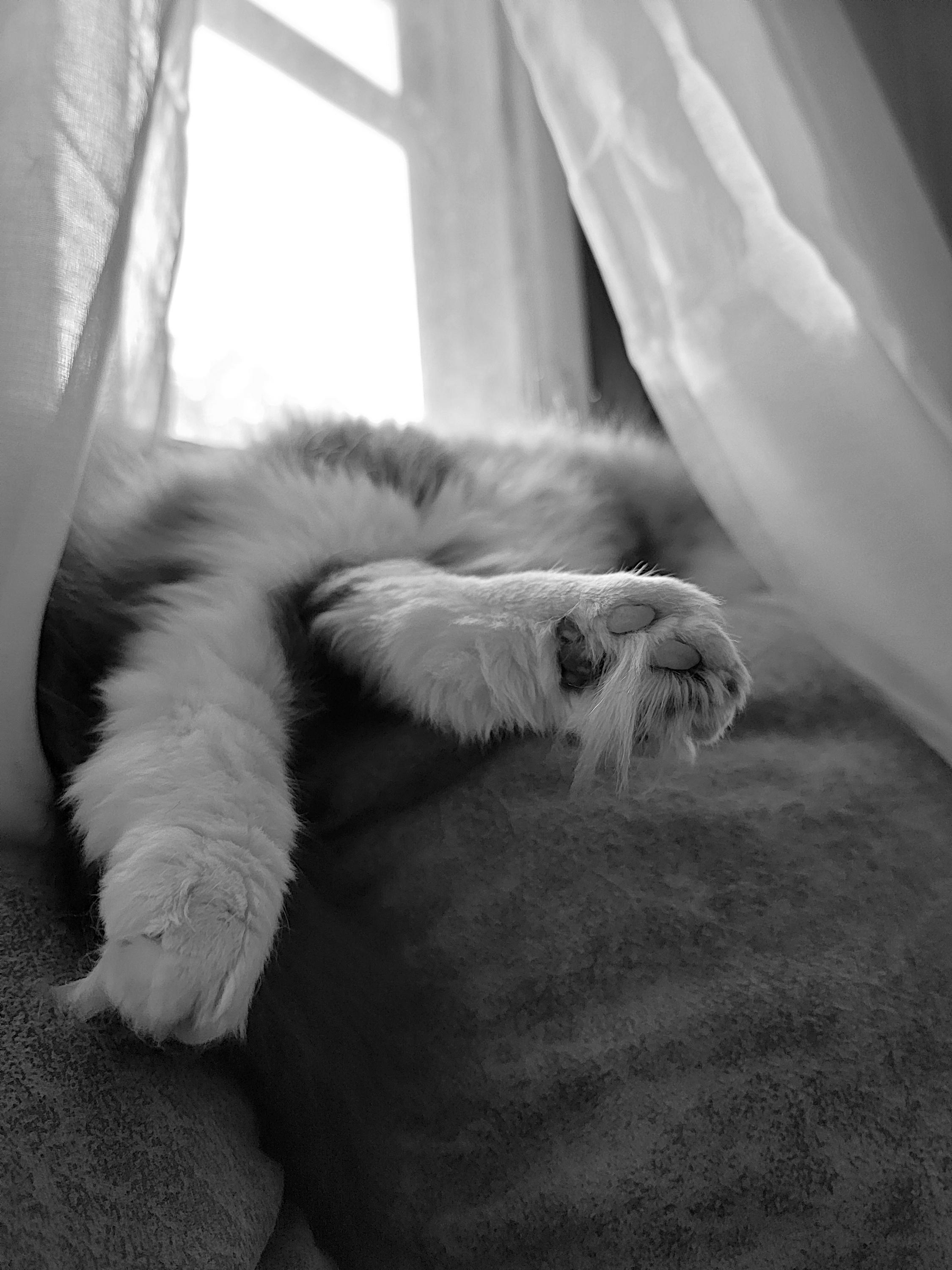 B&W photo of a long haired, white and grey cat named Luke, sprawled on a textured couch next to a brightly lit window, with curtains draped around the fluffy cat as his back legs are outstretched towards the camera, presenting to the world his delightful beans and beansprouts.