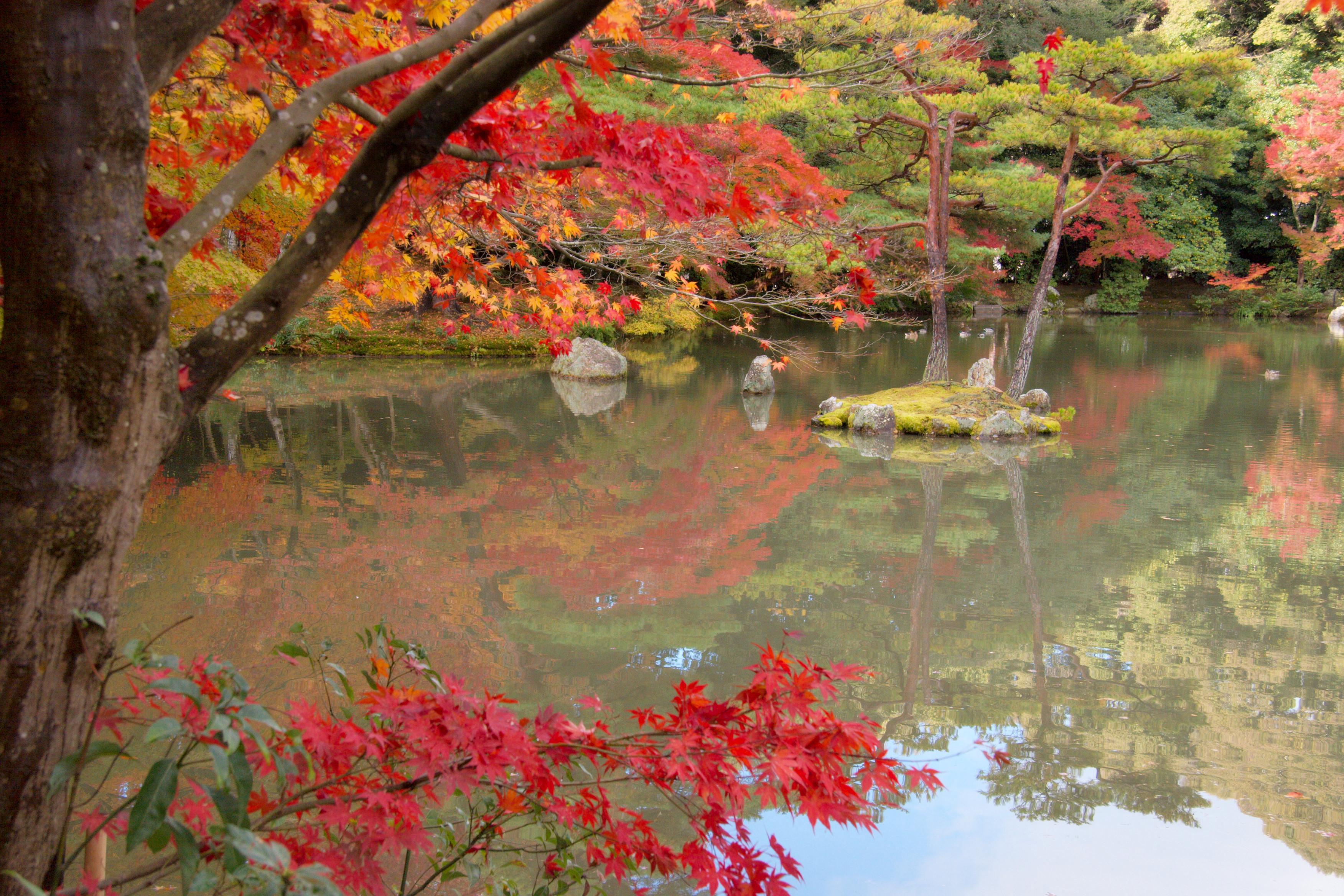 Autumn comes to Kinkaku-ji's 'Mirror Pond' (Kyoko-chi).