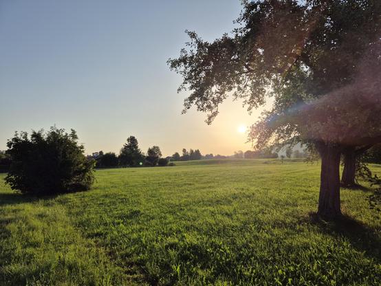 A green field with a tree and the rising sun on the right