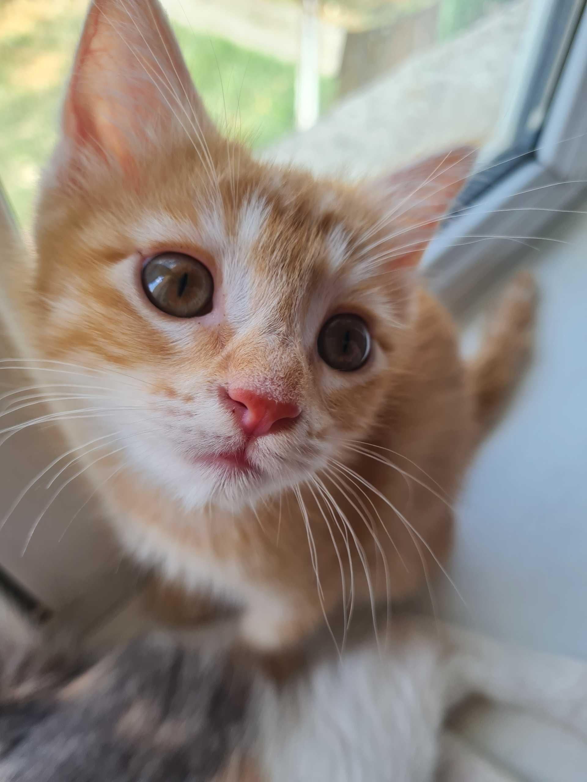 A close-up, top-down photograph of an orange and white tabby kitten. The kitten is looking up directly into the camera with large, wide brown eyes and a pink nose. It is sitting on a white windowsill with a patch of sunlight, showing its distinct whiskers. The background is softly blurred but hints at an outdoor window with some green foliage. A small part of another animal's tail is visible in the lower left corner.