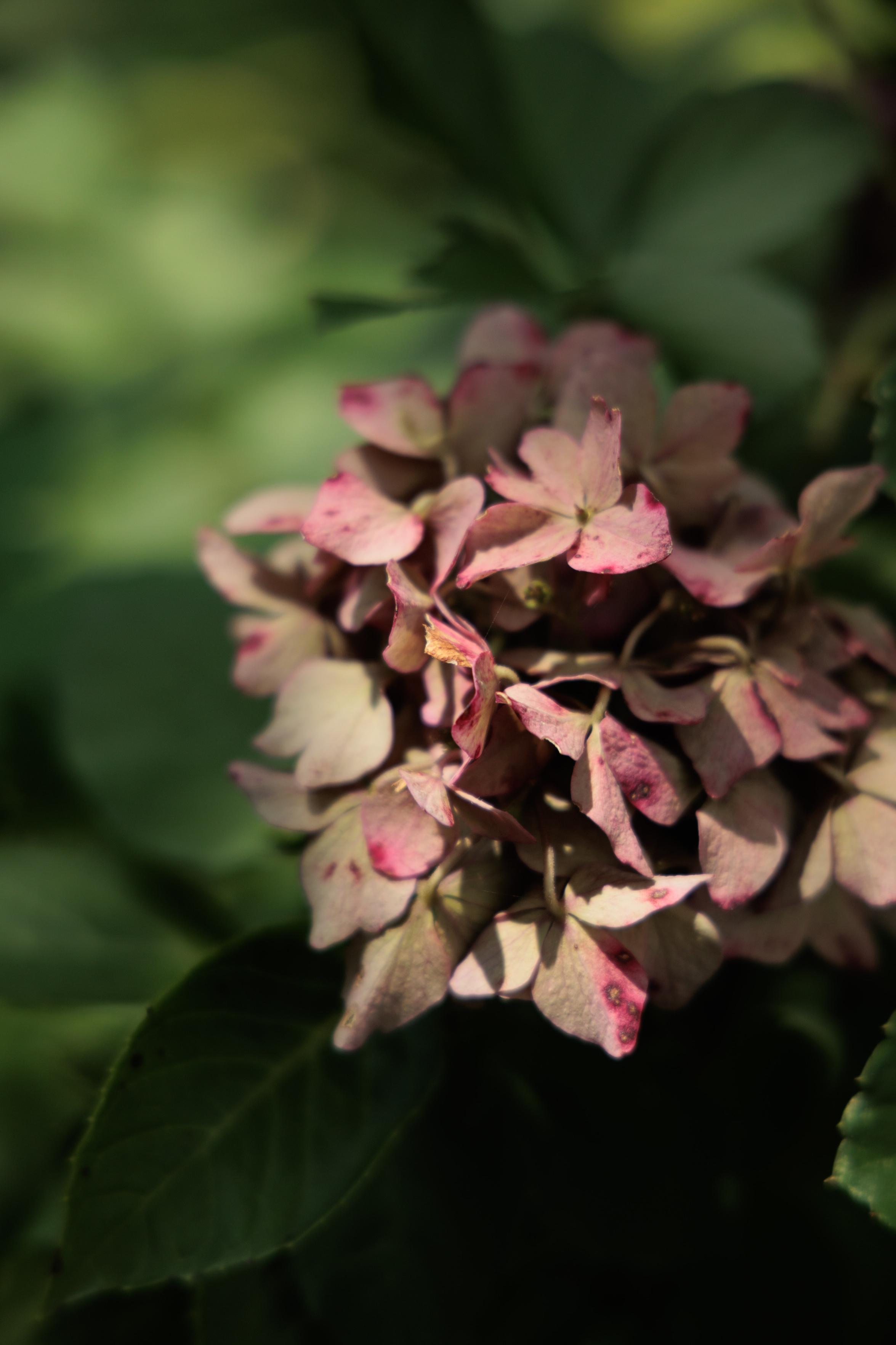 Close-up of a wilted hydrangea flower with pale pink petals and dark green leaves in soft sunlight.