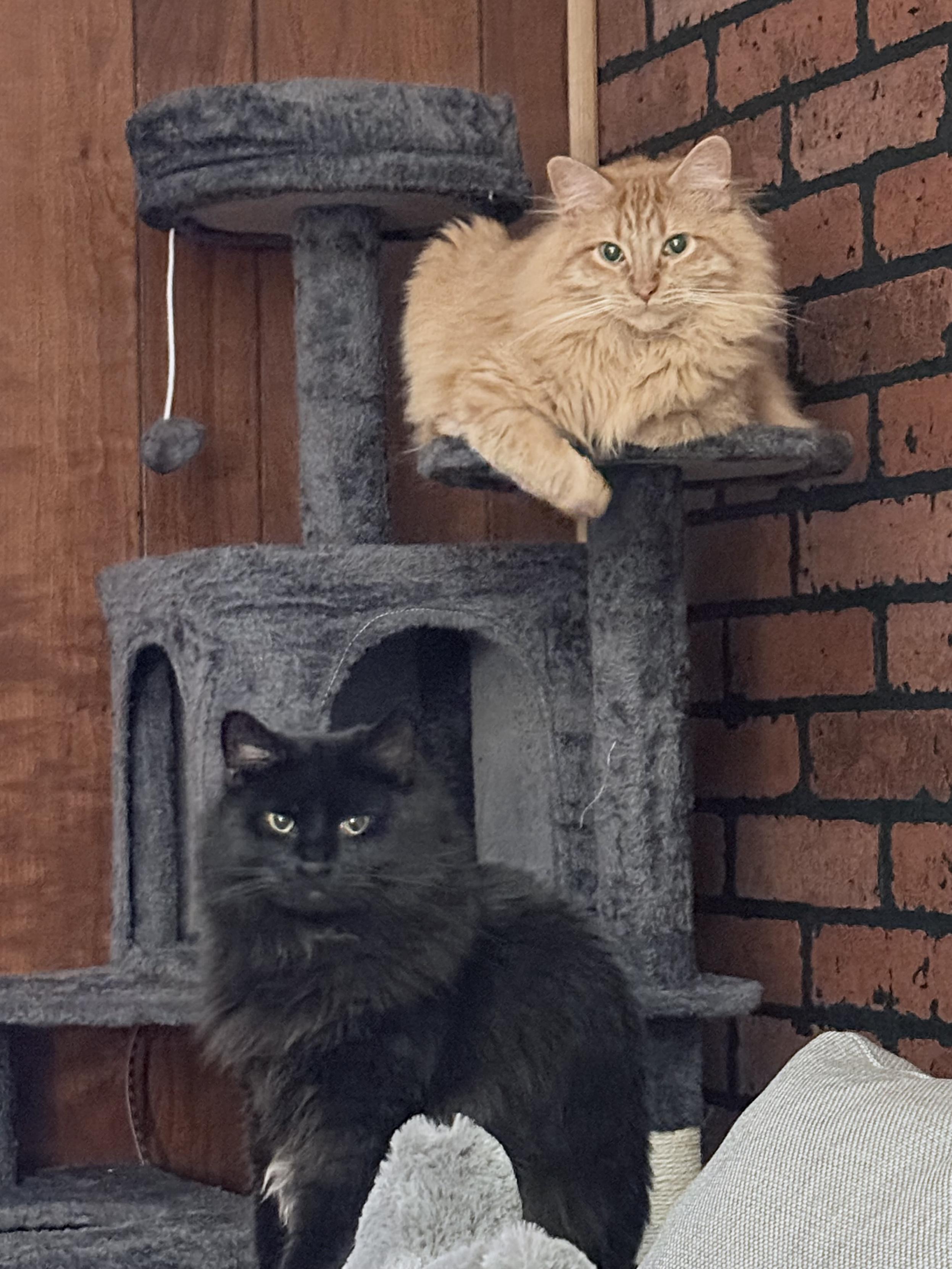 My orange cat and black cat looking at the camera from a cat tree and couch