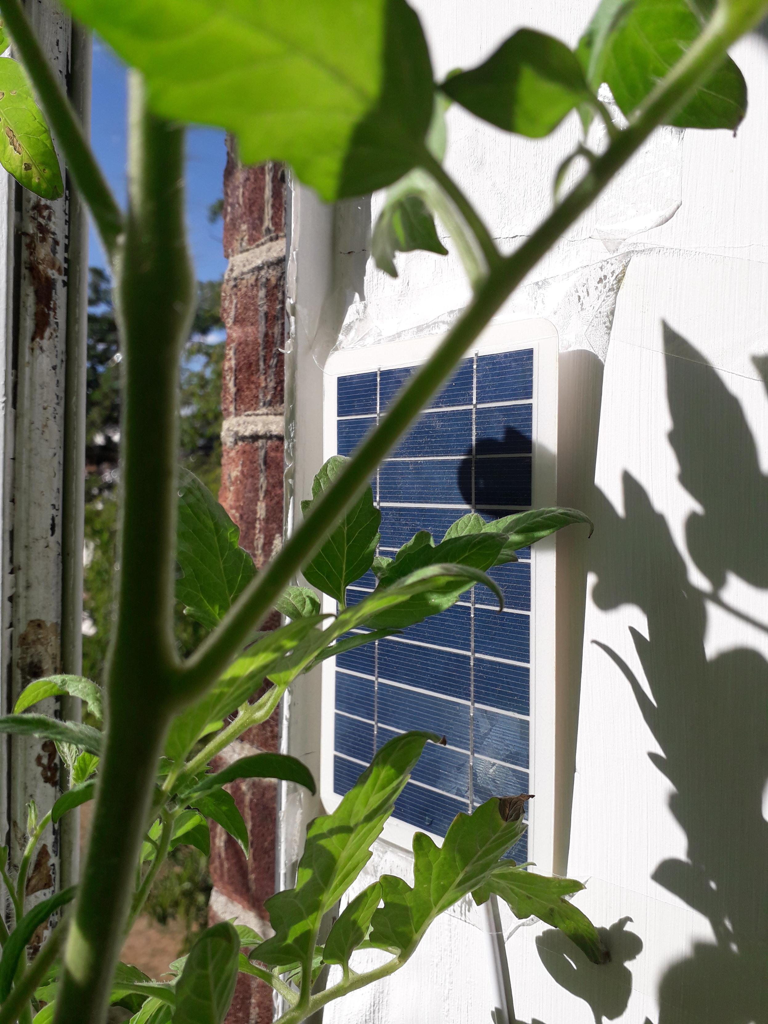 A cheap solar panel, the size of a paperback book is cellotaped to a white wall with tomato plants  in the foreground