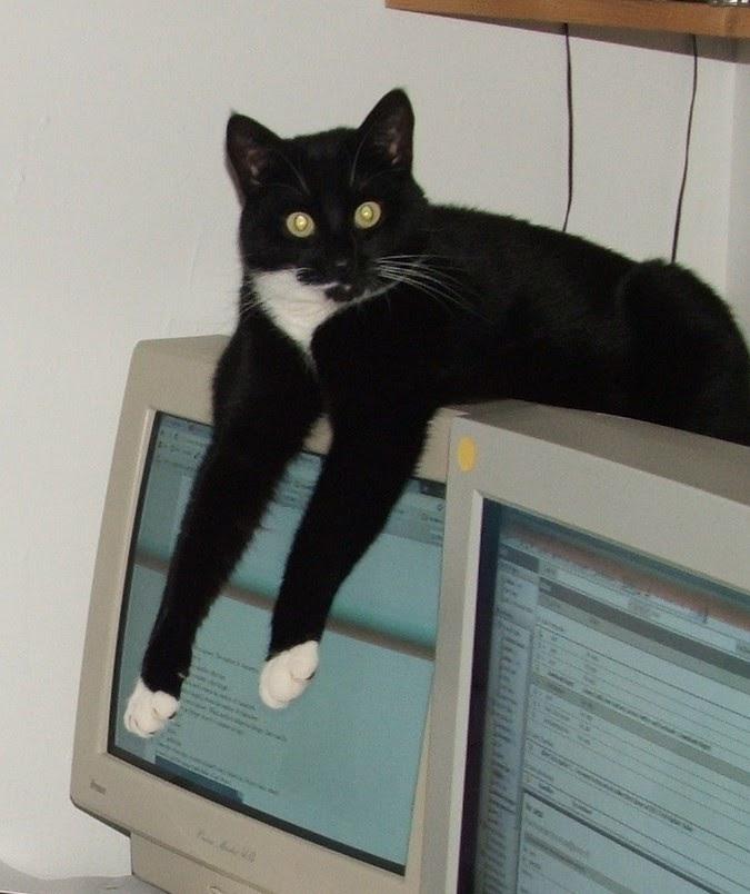 A cat lazily lying on top of CRT monitor looking at the camera, front legs  hanging in front of the screen.