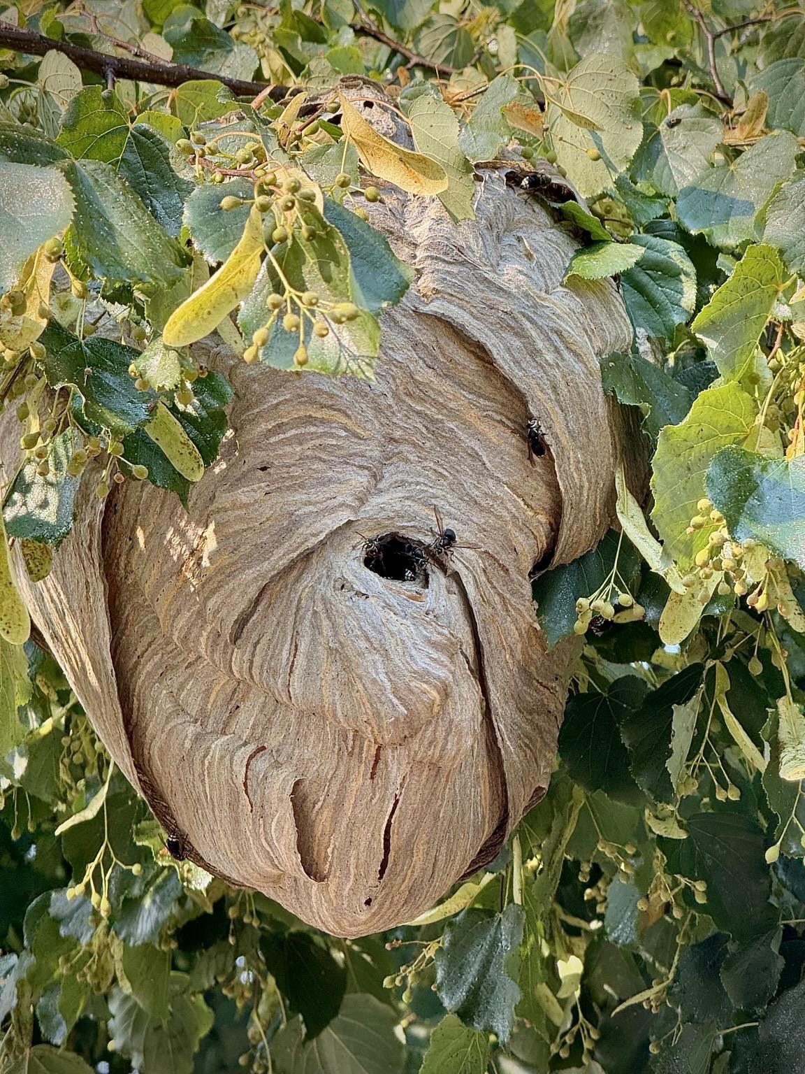 A large hornets nest is nestled among green leaves, showcasing a textured, brown exterior with a visible entrance hole.