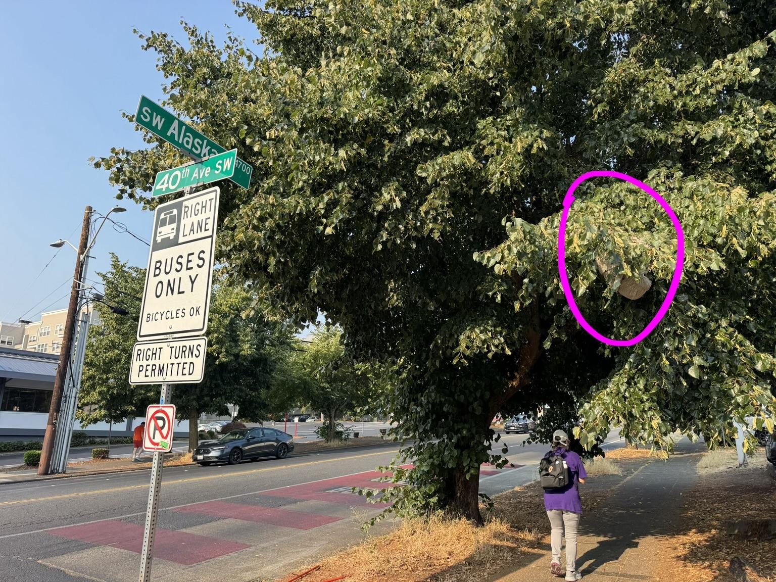 The image shows a street scene with a person walking on a sidewalk. A street sign indicates "SW Alaska" and "40th Ave SW." A large nest can be seen above in the tree, highlighted with a pink circle.